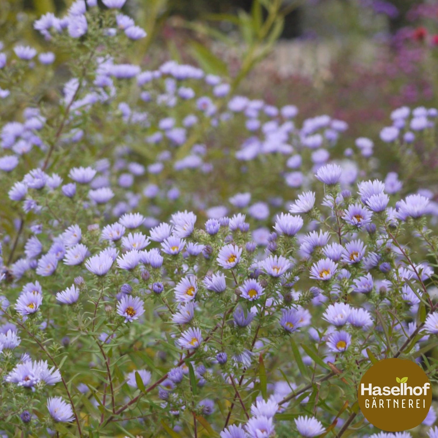 Symphyotrichum × amethystinum