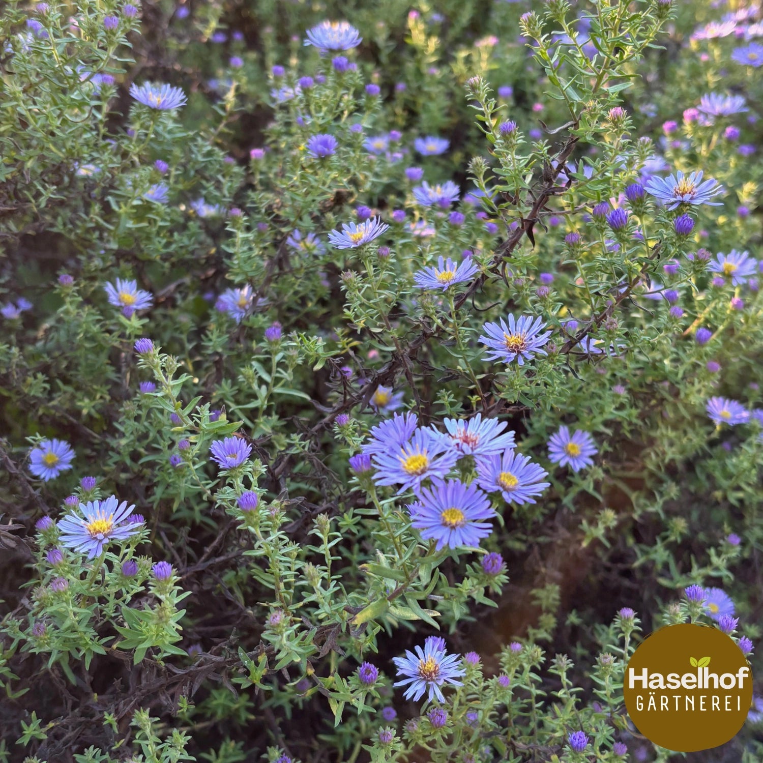 Symphyotrichum × amethystinum
