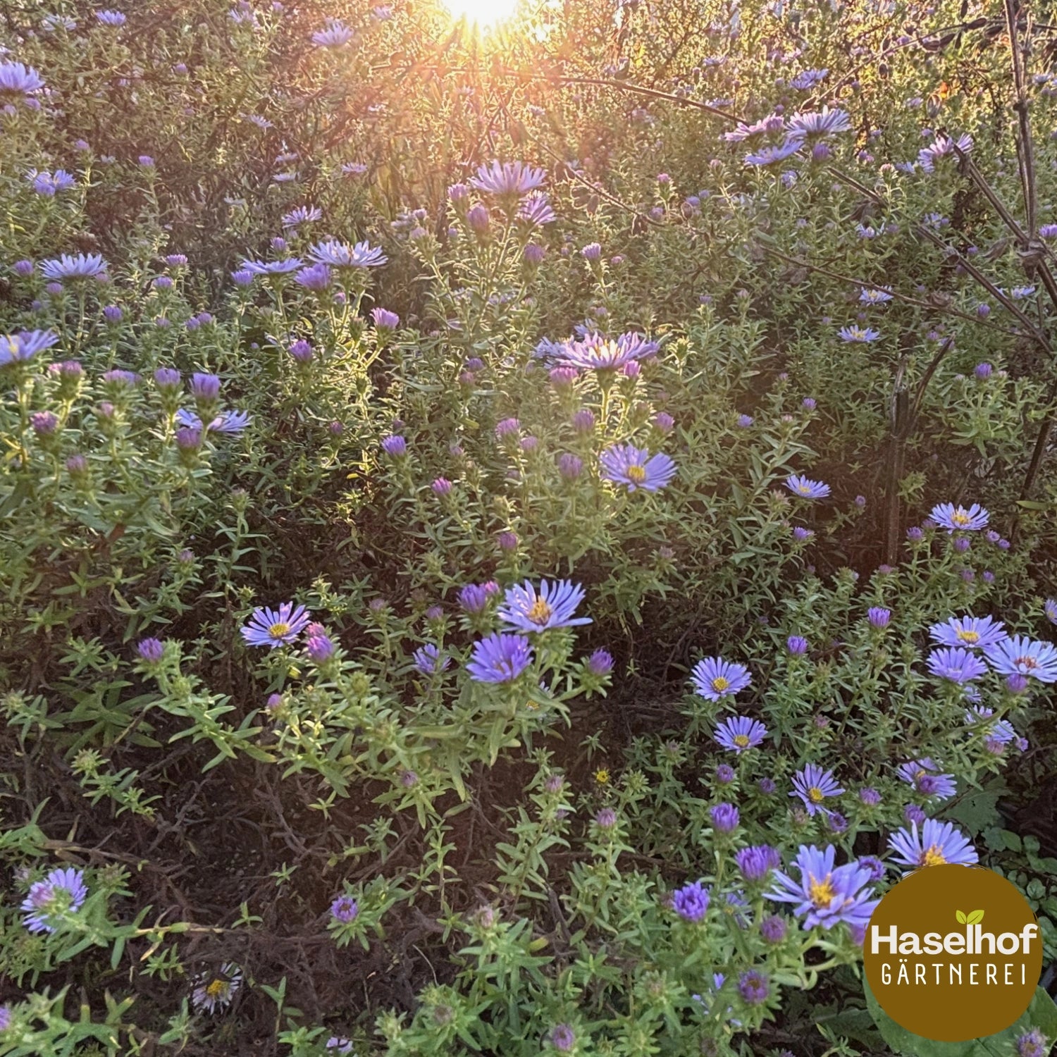 Symphyotrichum × amethystinum