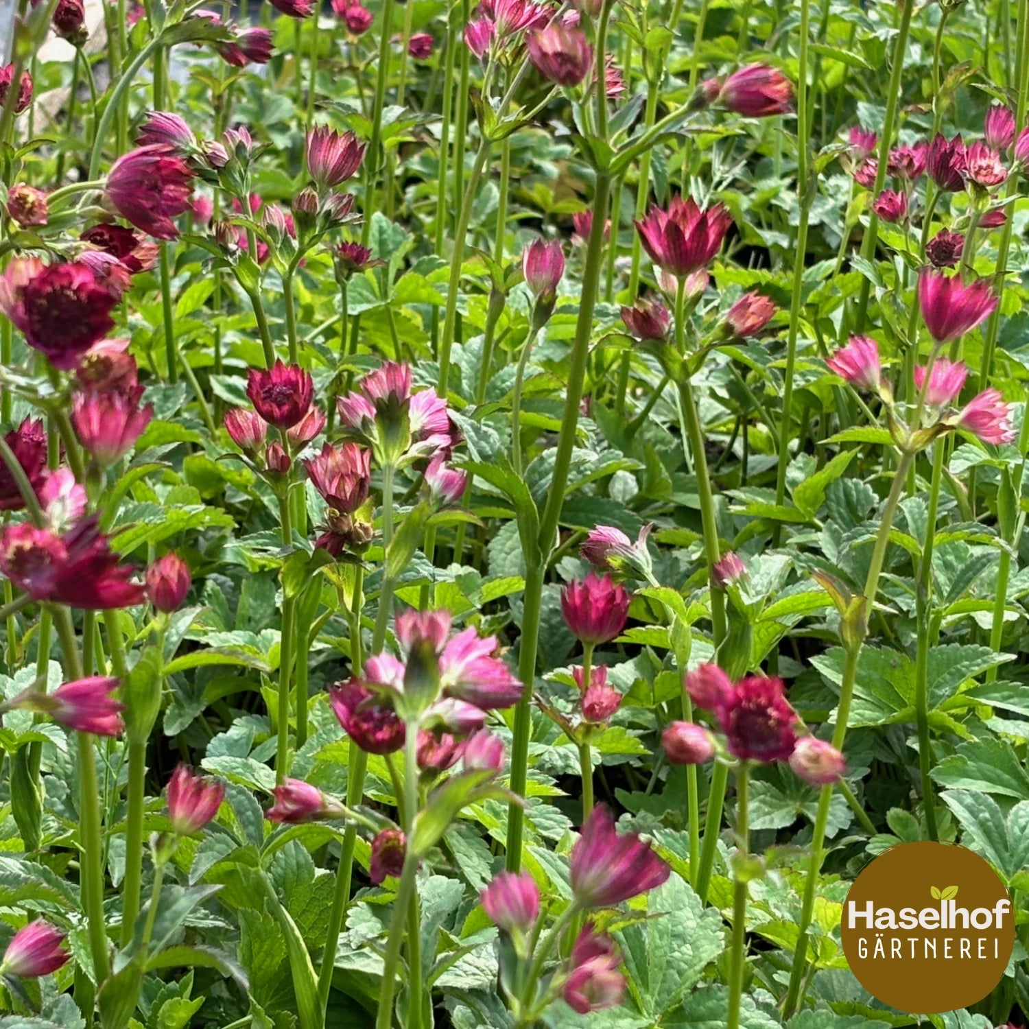 Astrantia major 'Venise'
