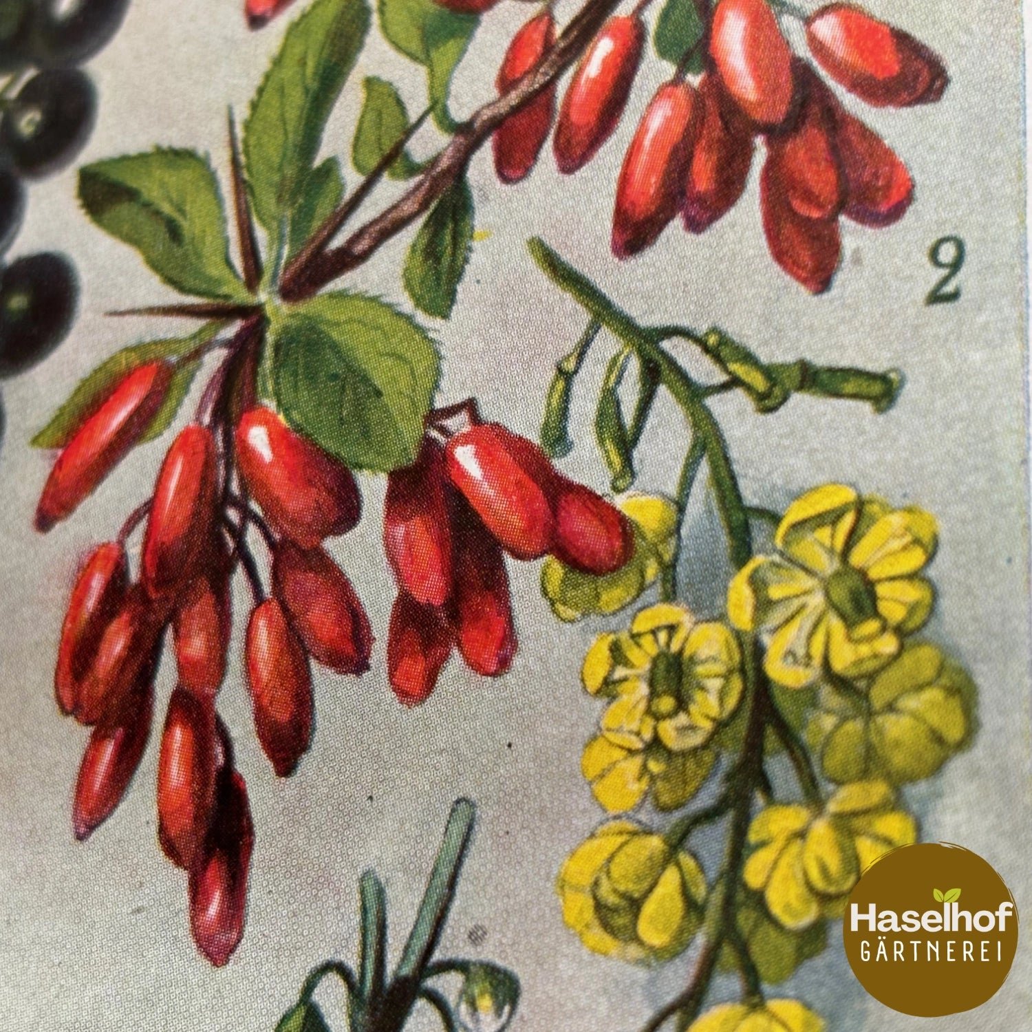 Berberis vulgaris