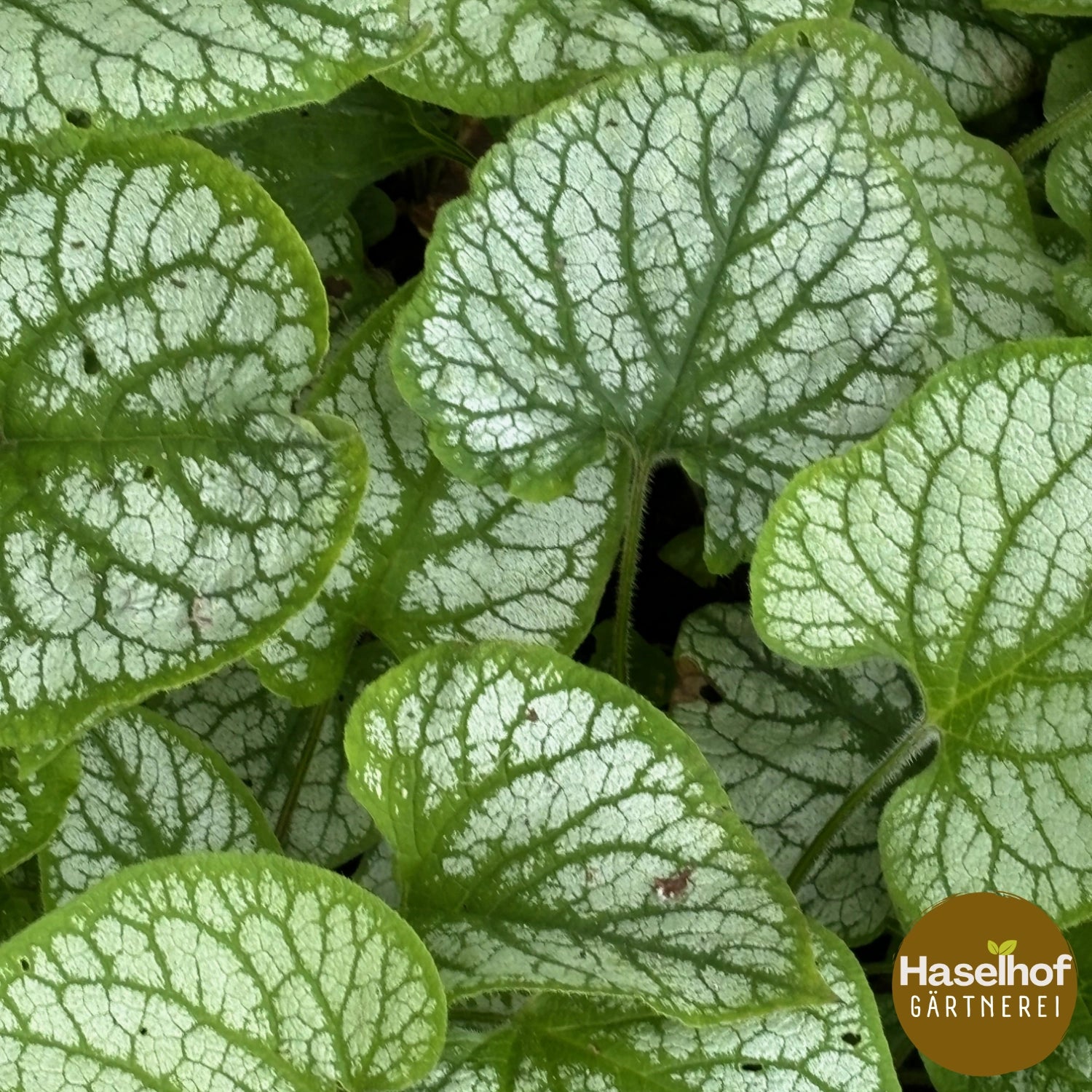 Brunnera 'Jack Frost'