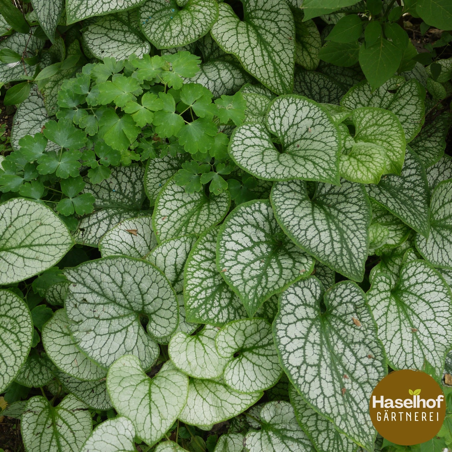 Brunnera macrophylla