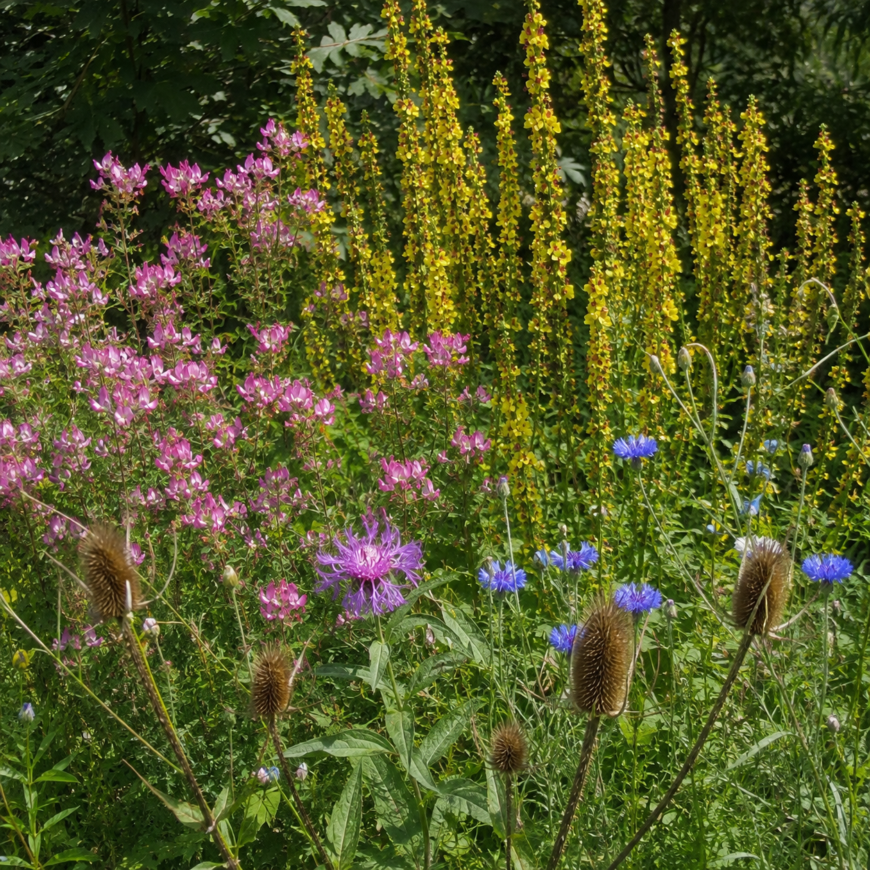 Bundle `Für Distelfink, Bläuling und die Meise lohnt sich hier die Garten Reise