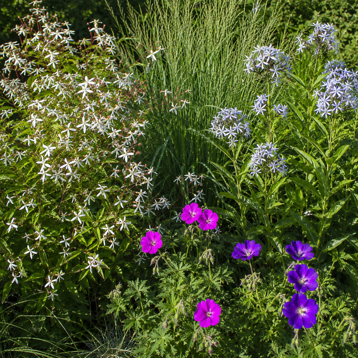 Pflanzenset `Farbig buntes Herbstlaub zaubert uns ein lächeln in den Garten`