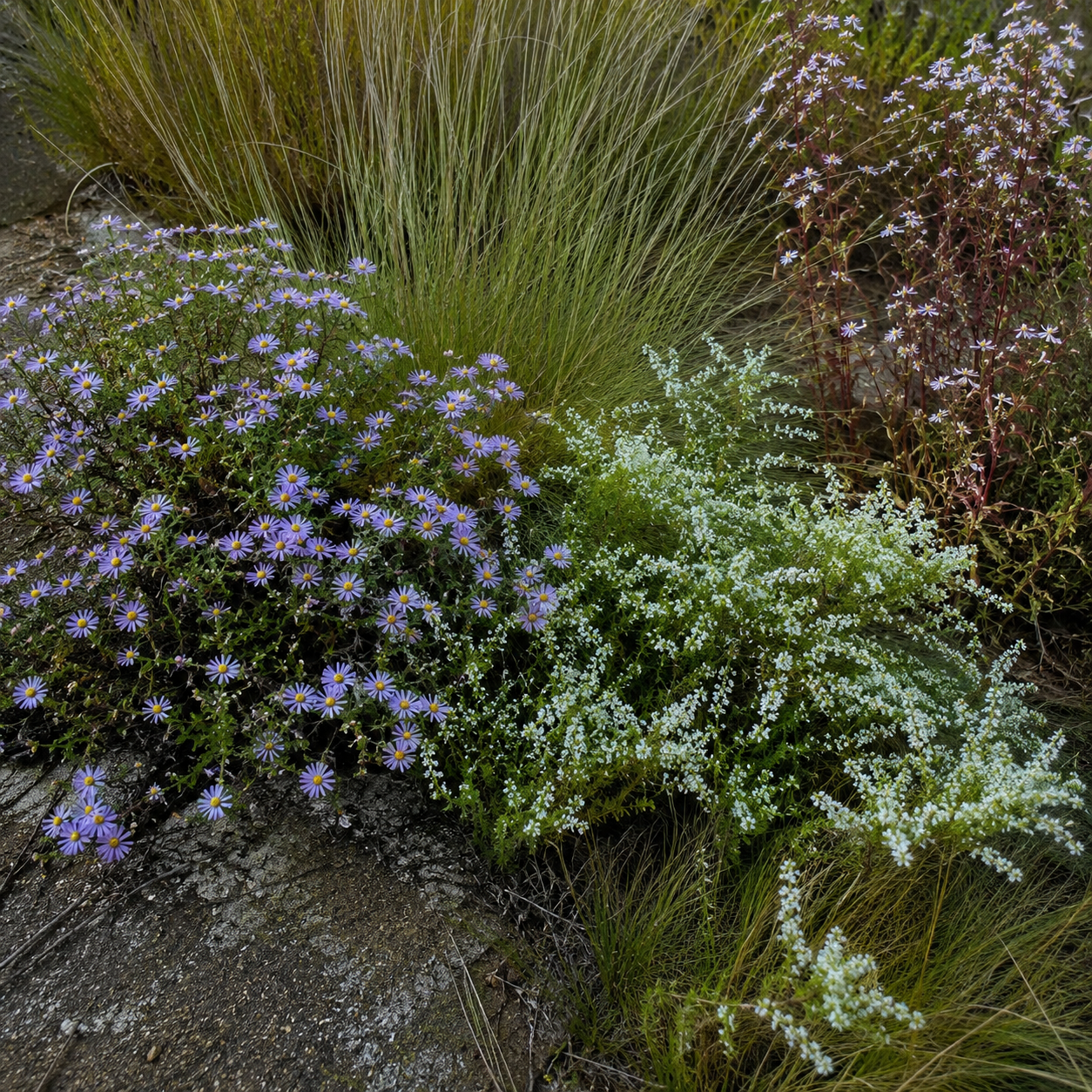 Bundle ` Frau & Herr Aster und die Herbst Freude`