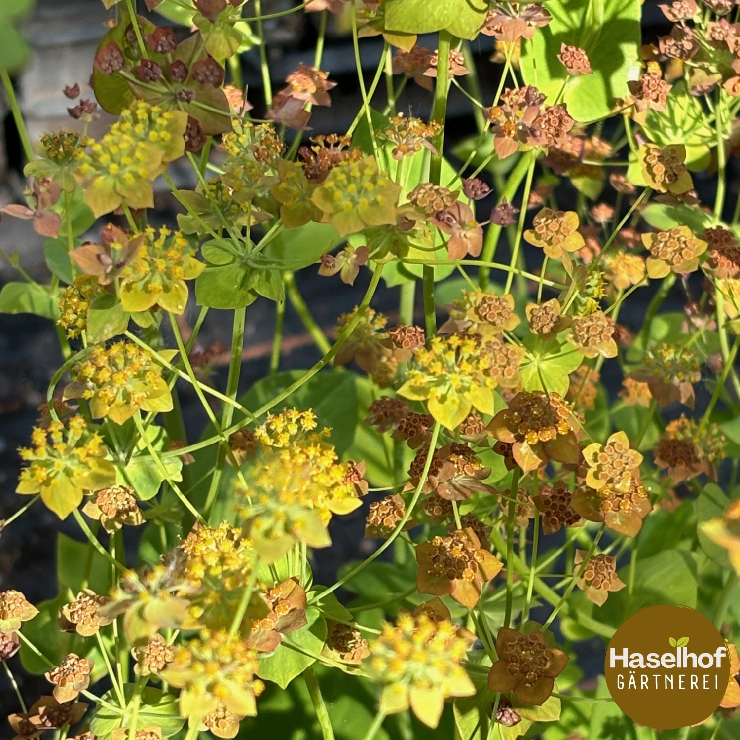 Buplèvre à longues feuilles