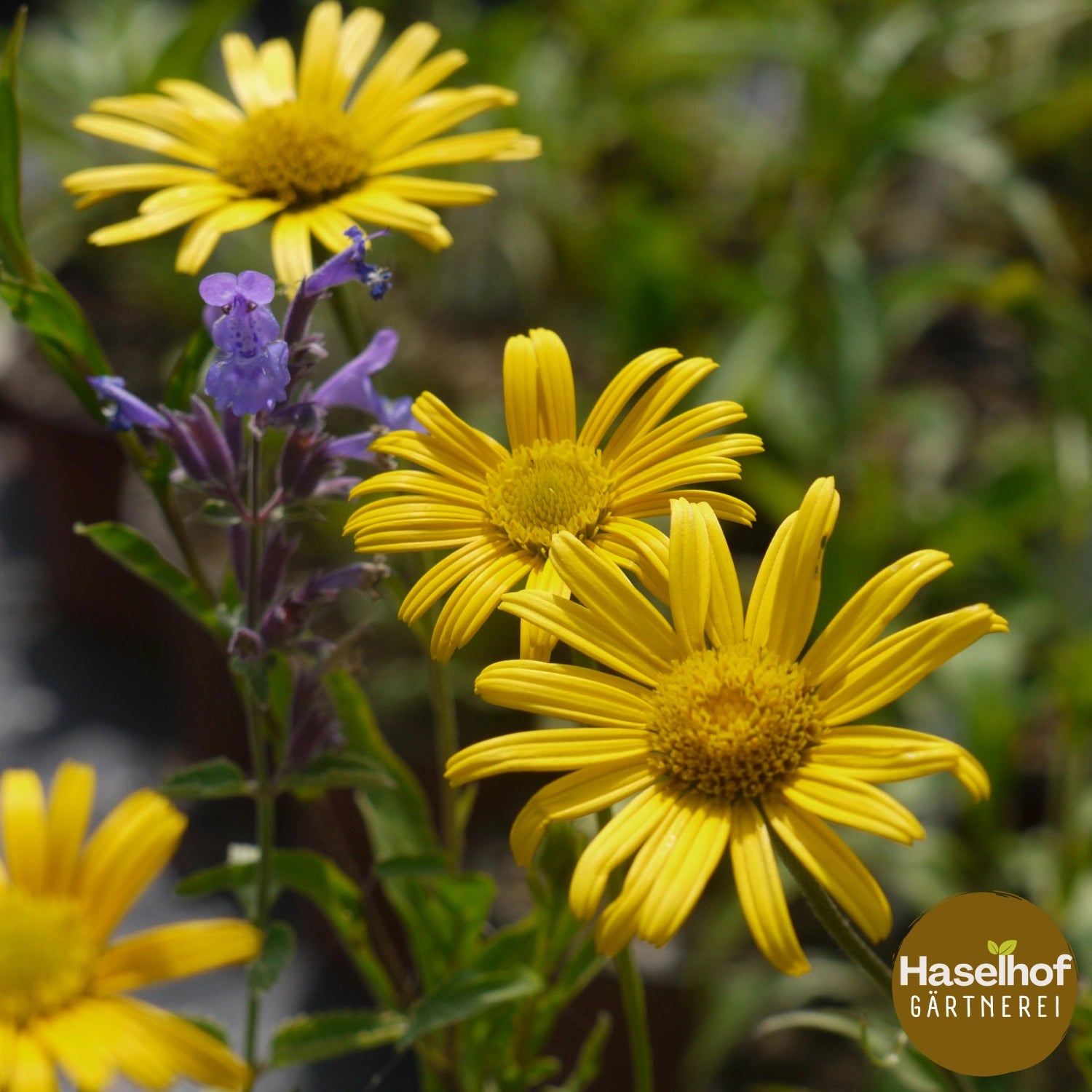 Buphthalmum salicifolium