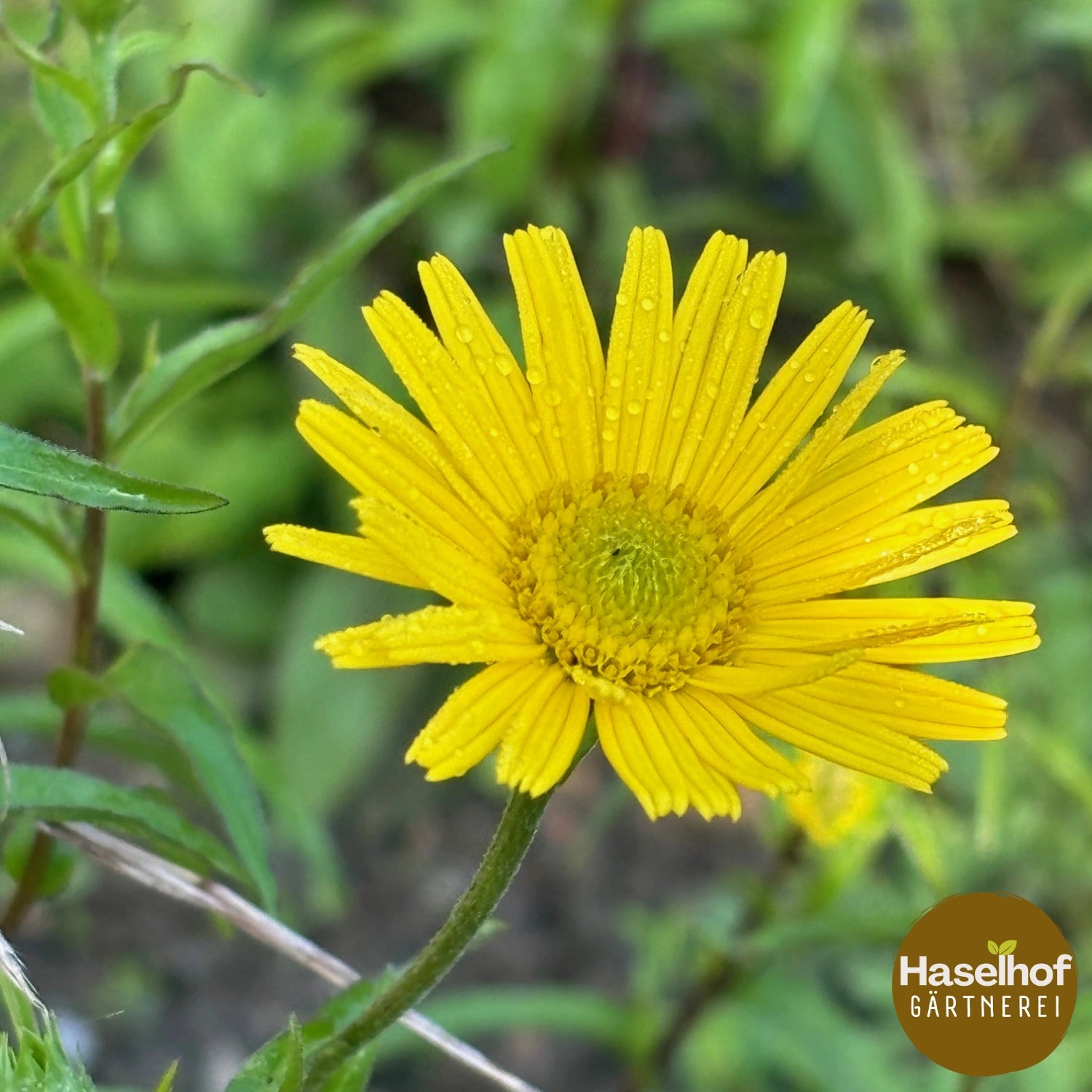 Buphthalmum salicifolium