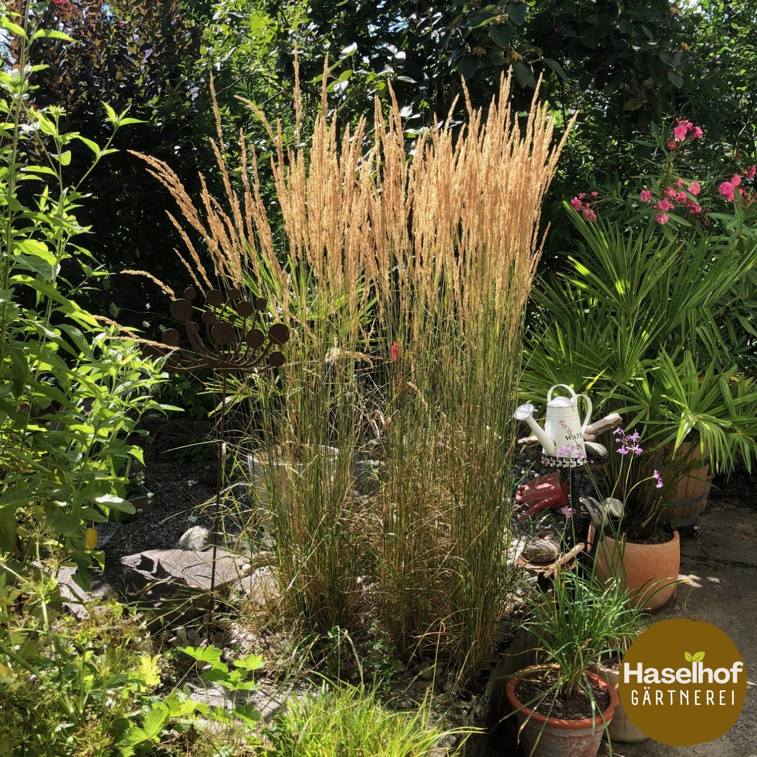 Calamagrostis acutiflora 'Karl Förster'