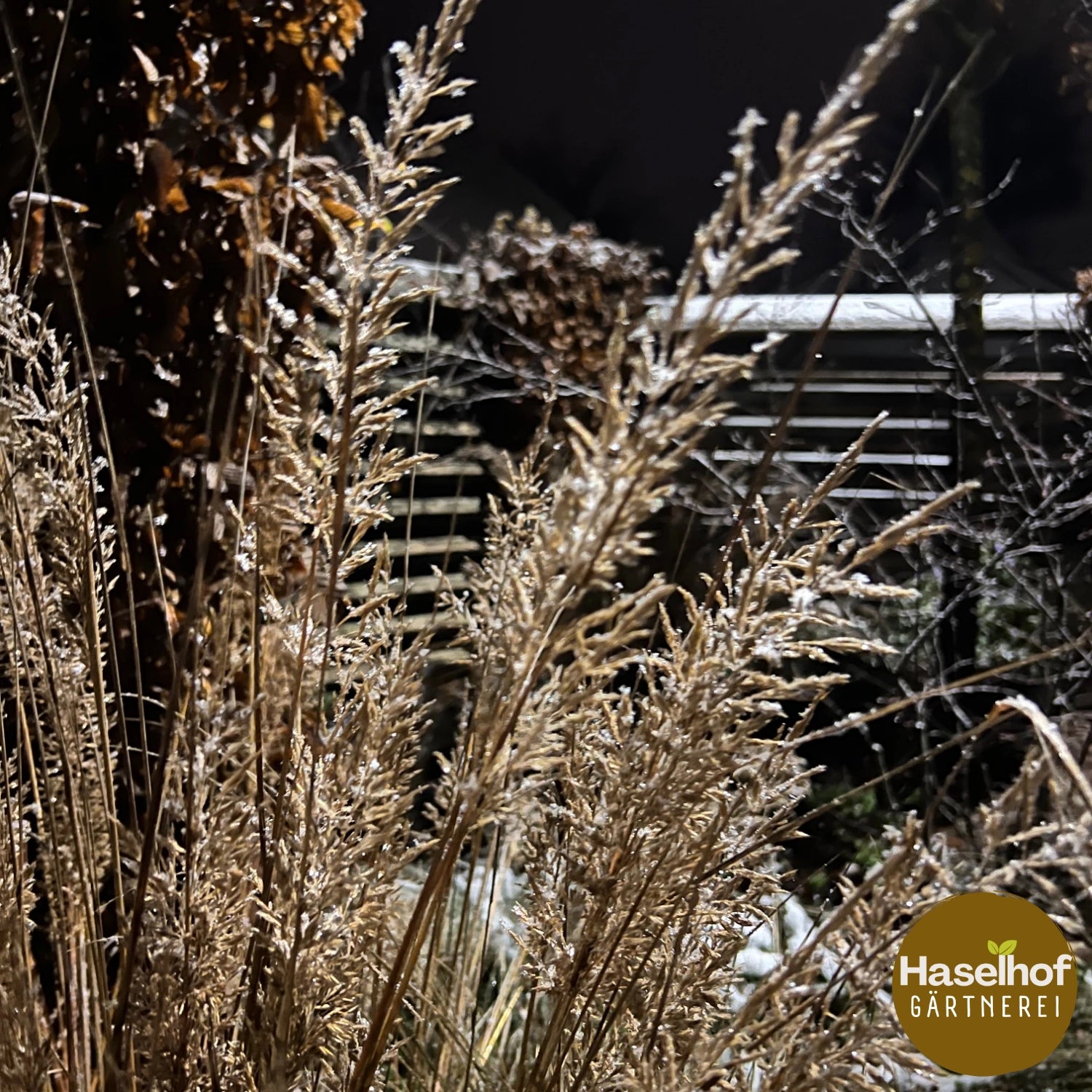 Calamagrostis brachytricha