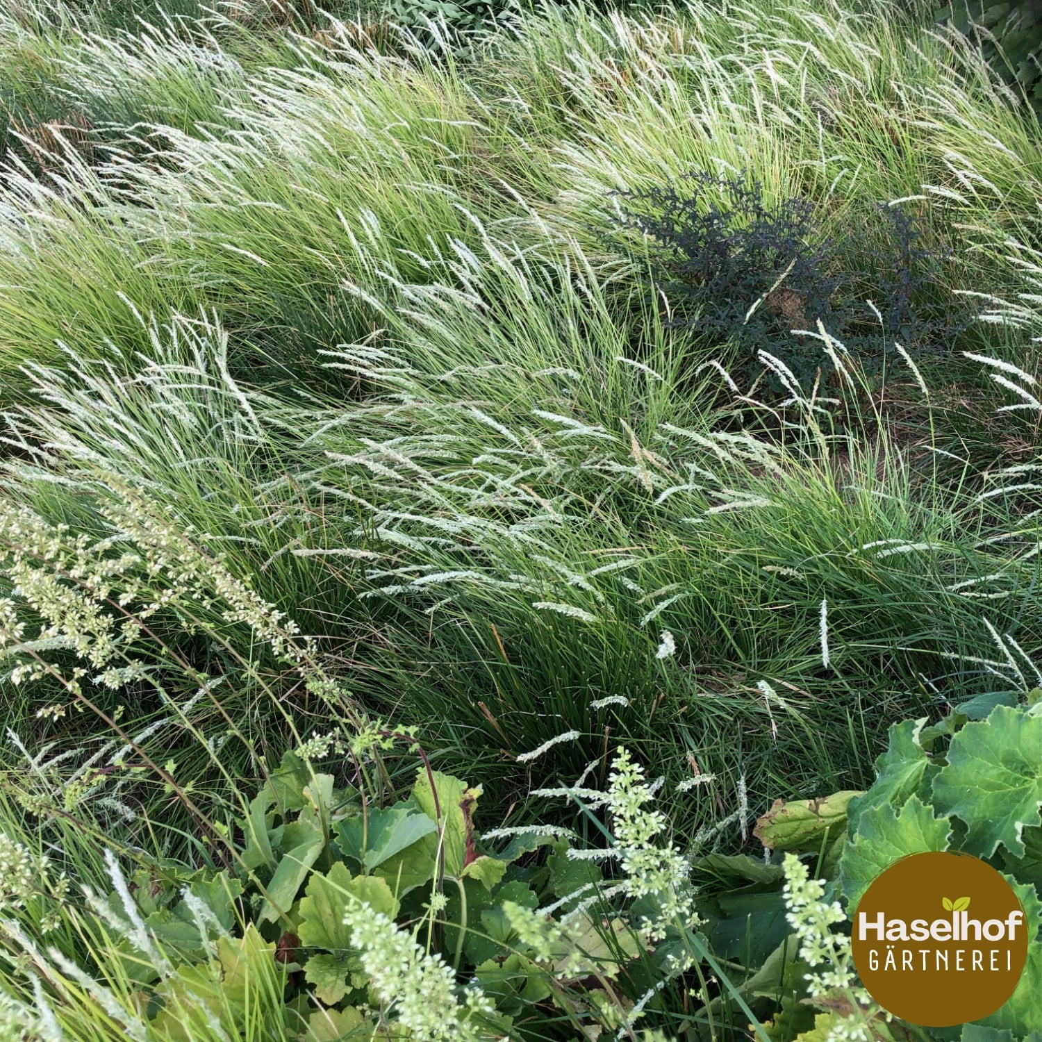Calamagrostis varia