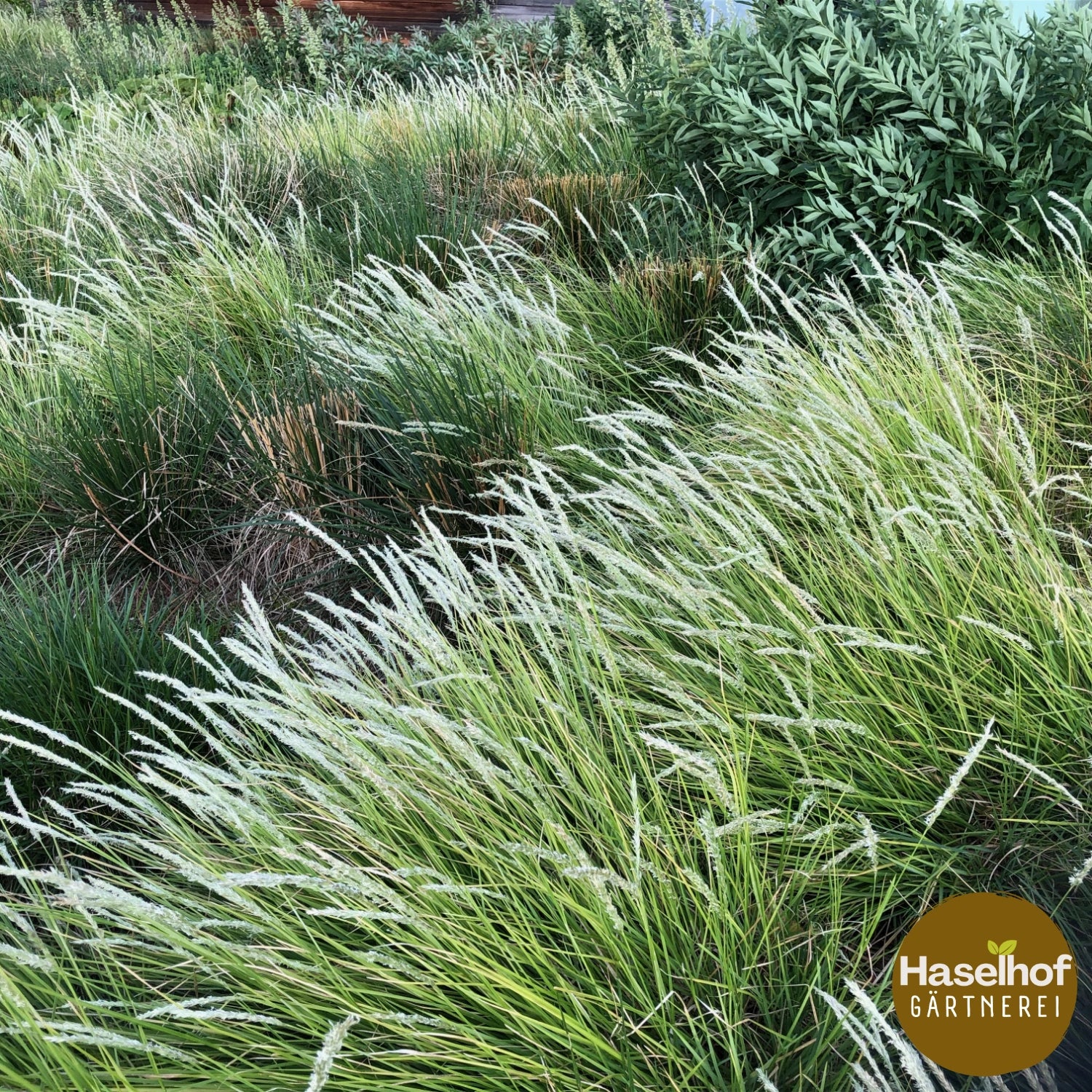 Calamagrostis varia