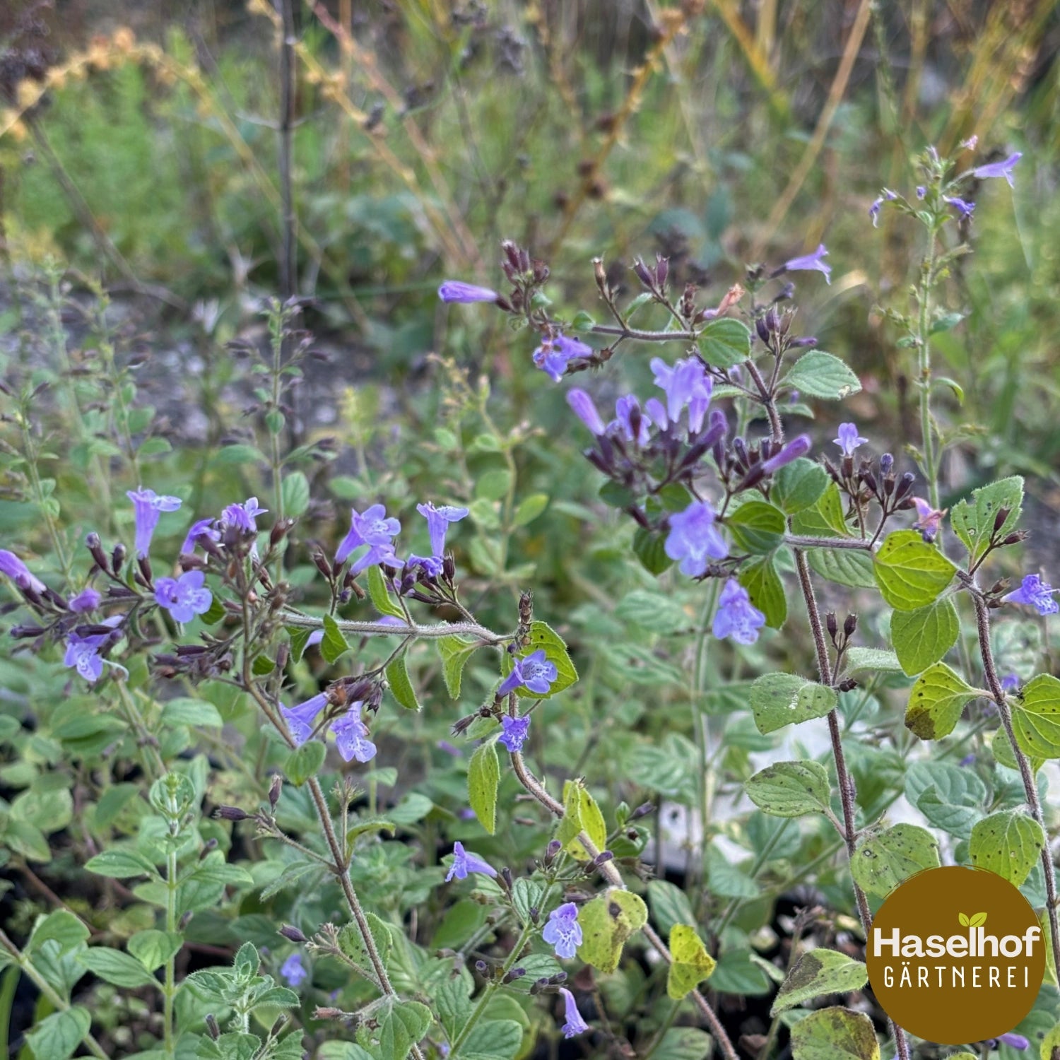 Calamintha nepeta
