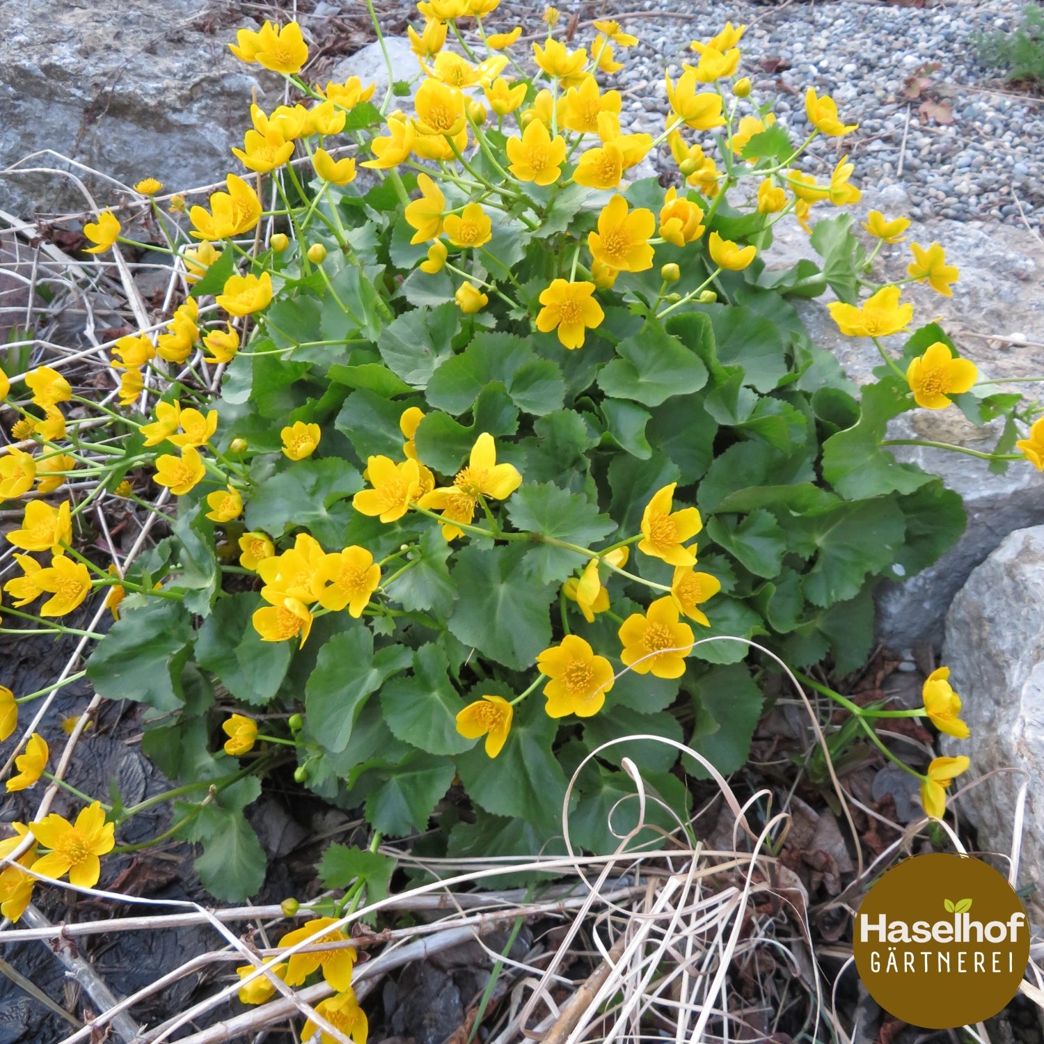 Caltha palustris
