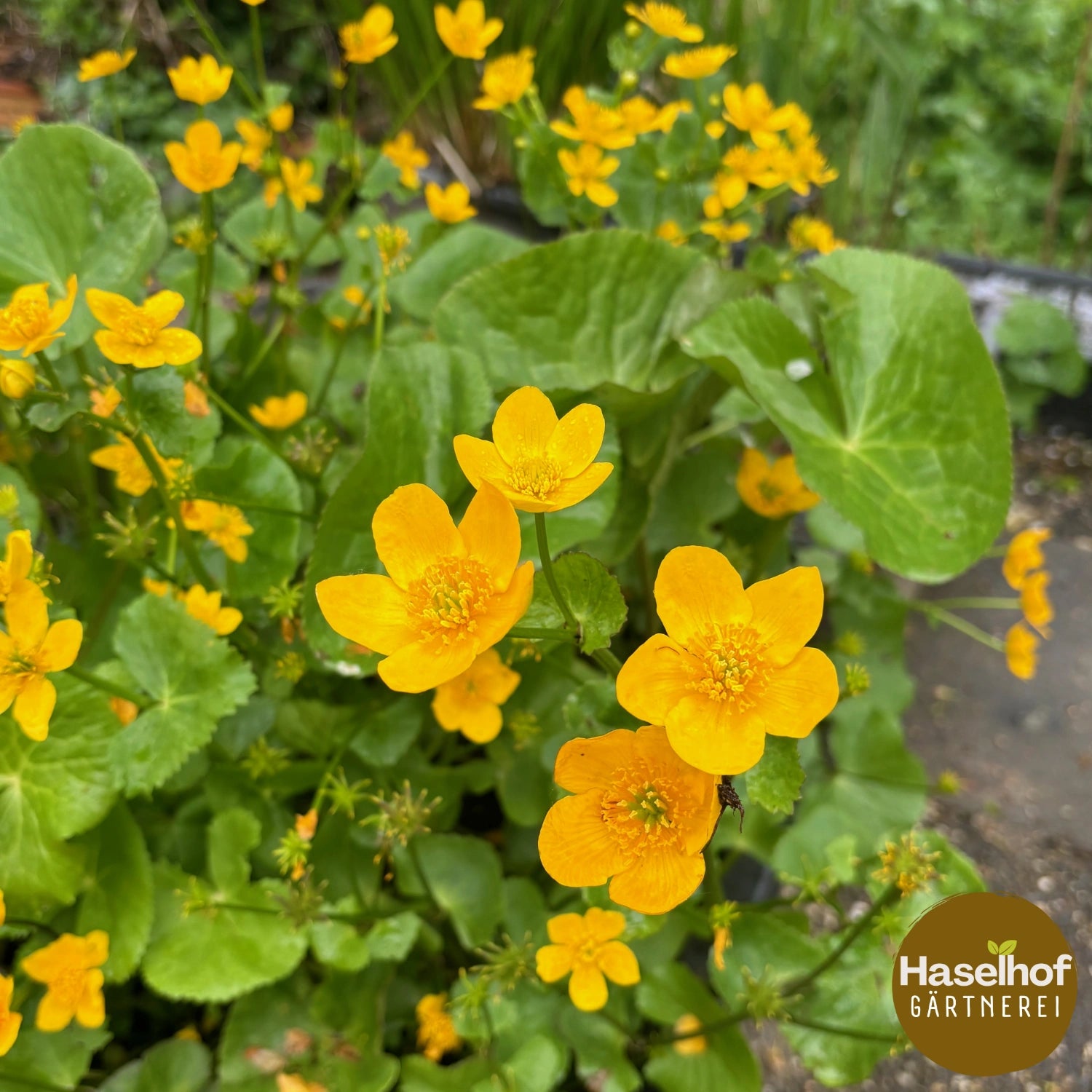 Caltha palustris