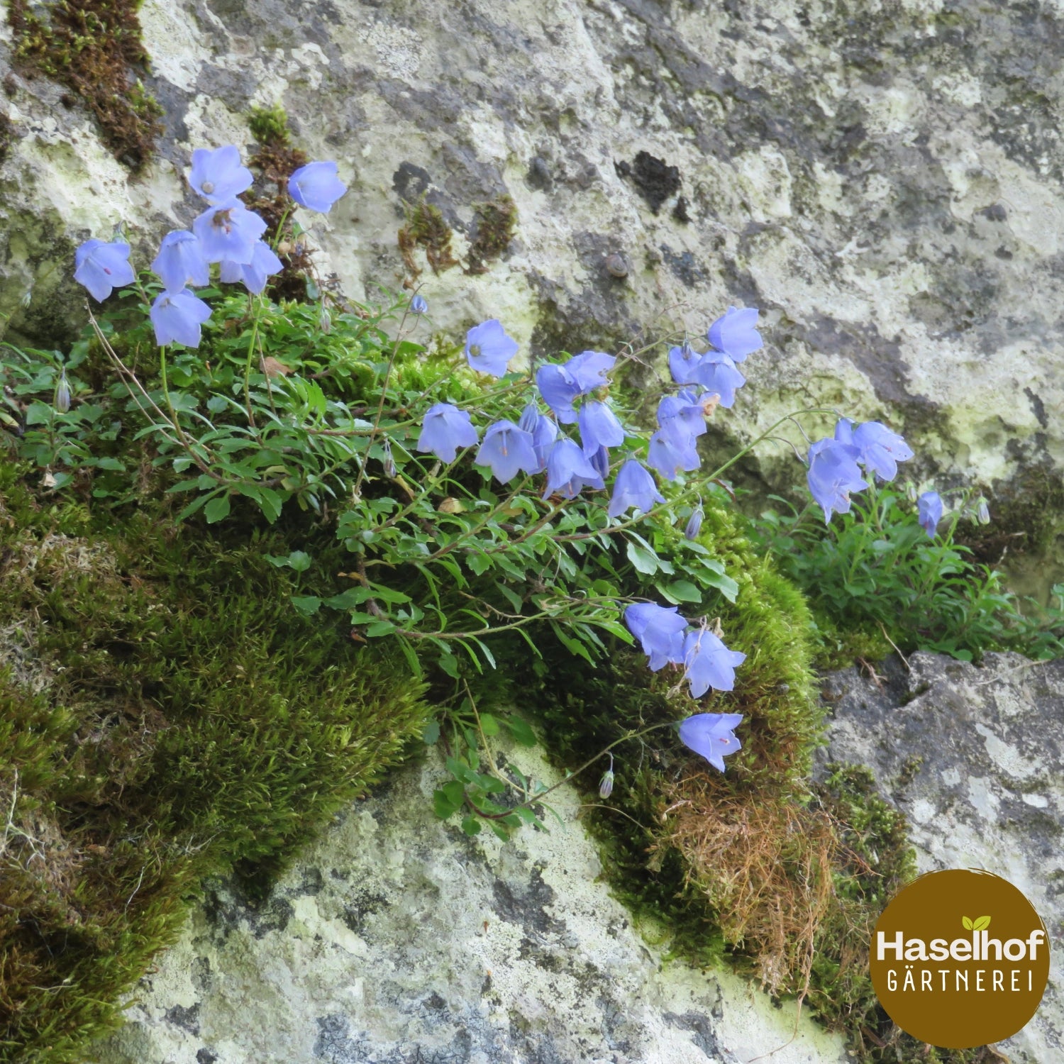 Campanula cochleariifolia