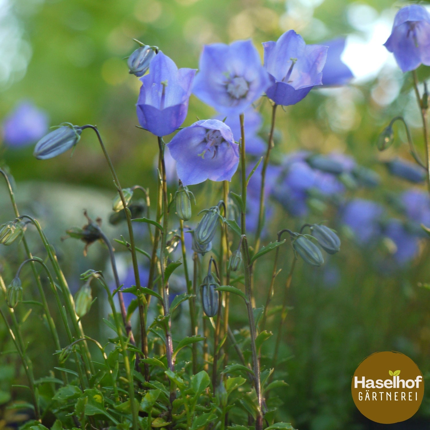 Campanula cochleariifolia