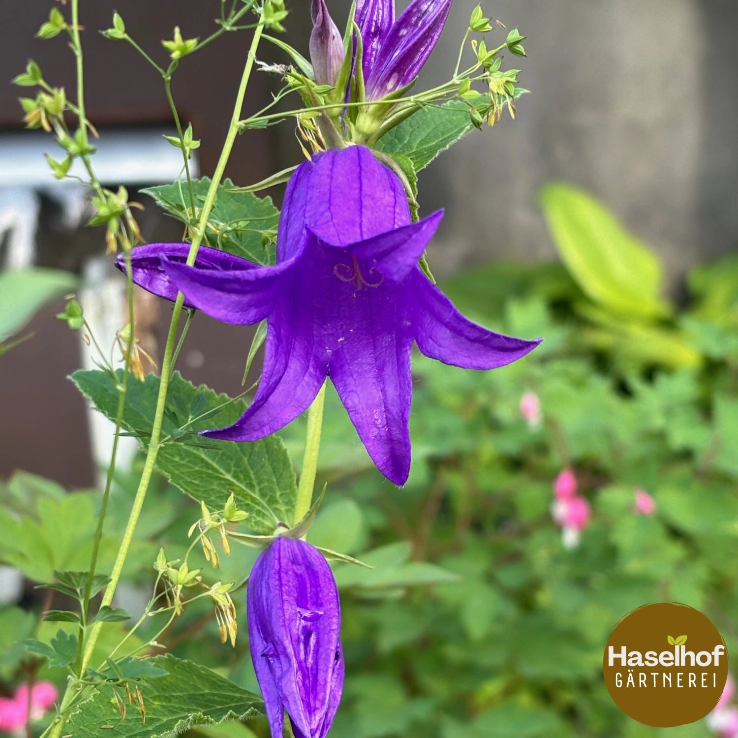 Campanula latifolia