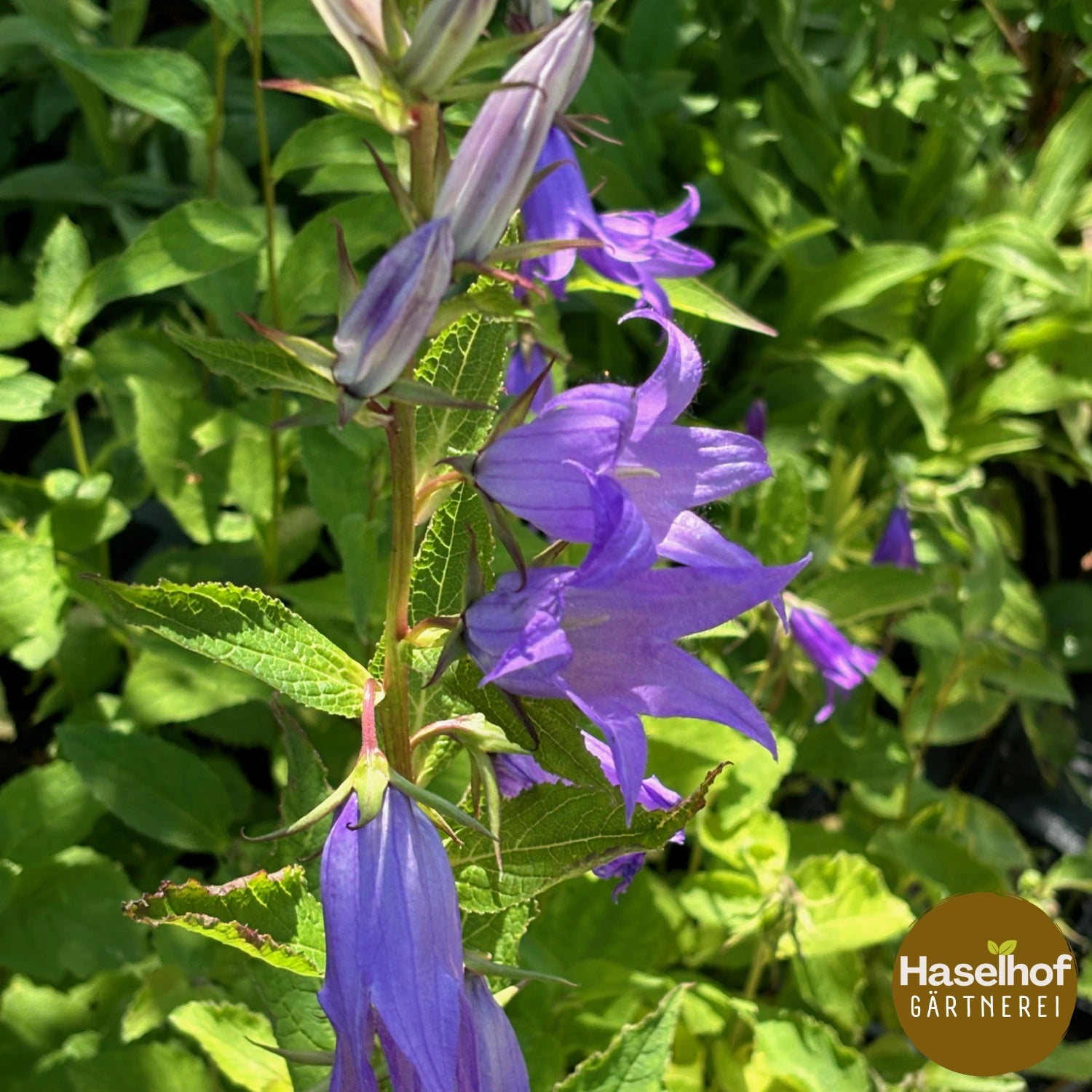 Campanula latifolia
