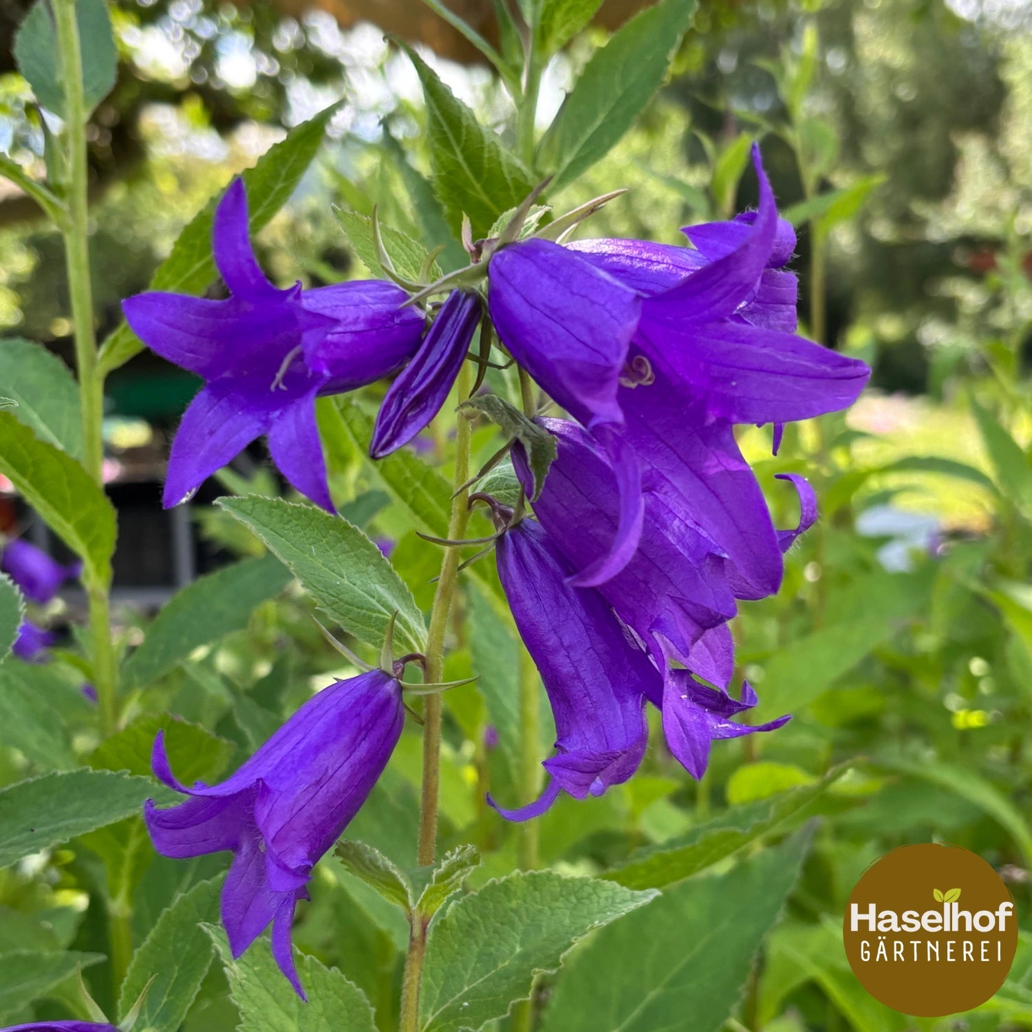 Campanula latifolia