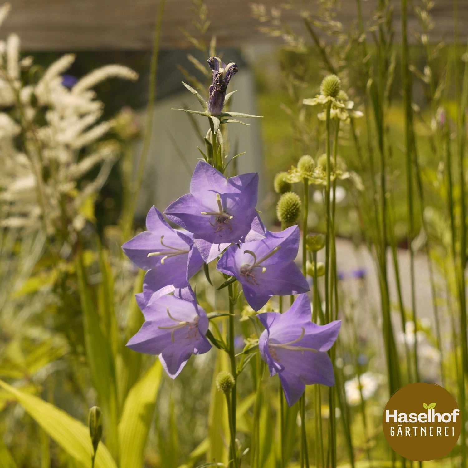 Campanula persicifolia