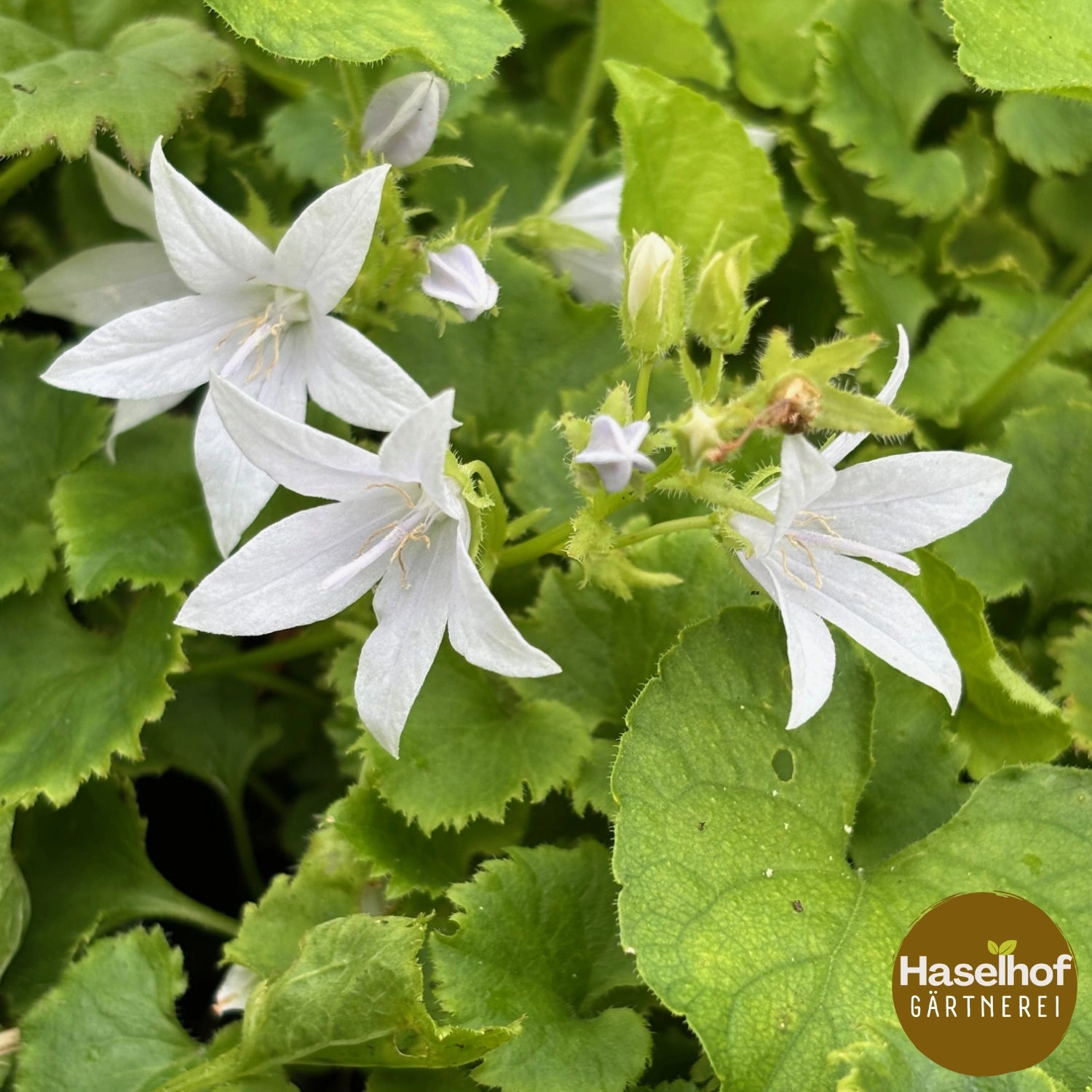 Campanula poscharskyana `E.H Frost`