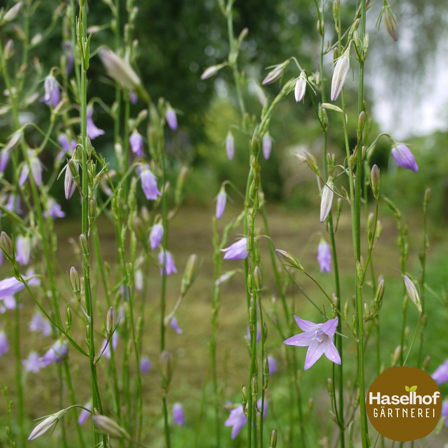 Campanula rapunculus