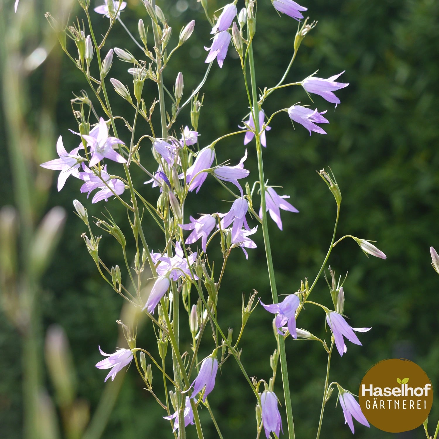 Campanula rapunculus