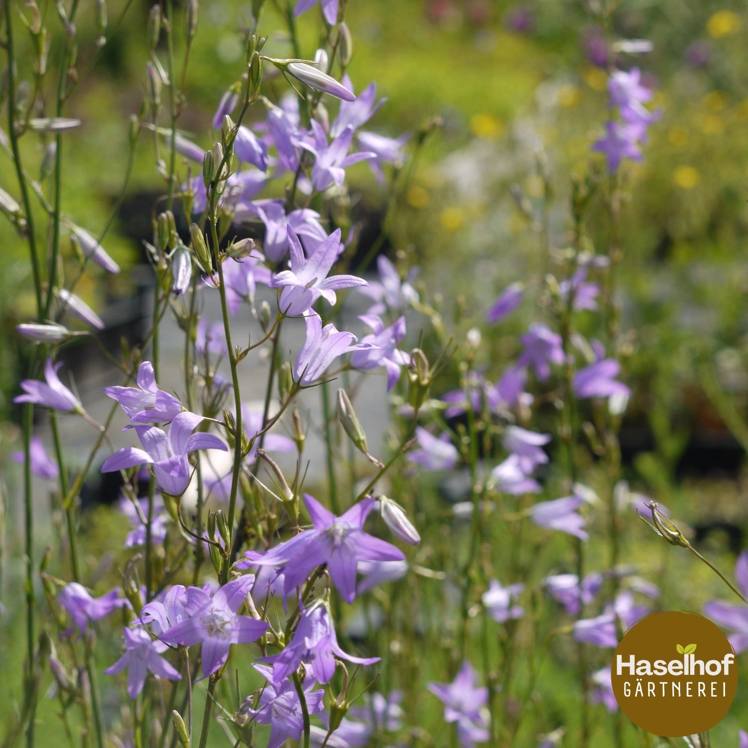 Campanula rapunculus