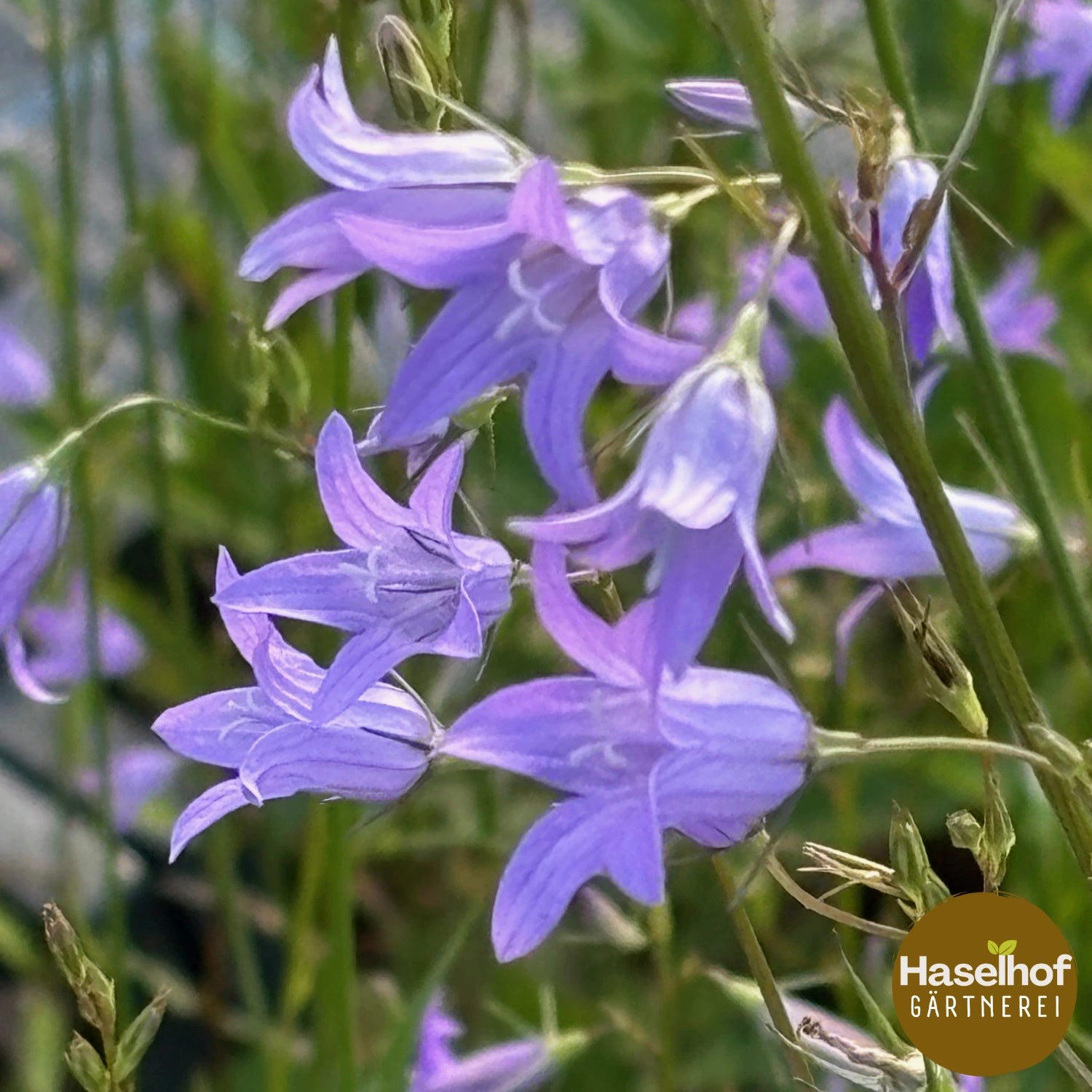 Campanula rapunculus