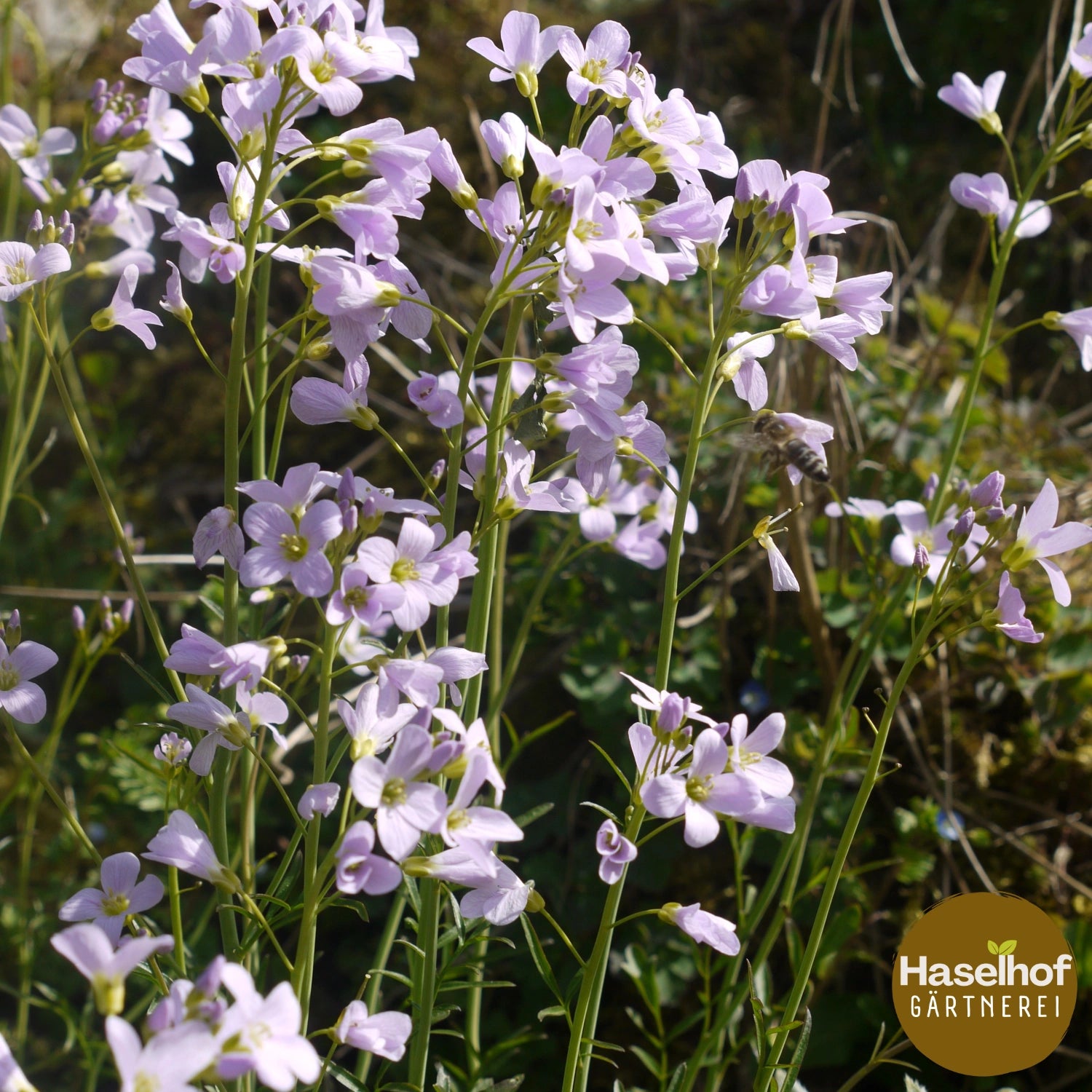 Cardamine des prés
