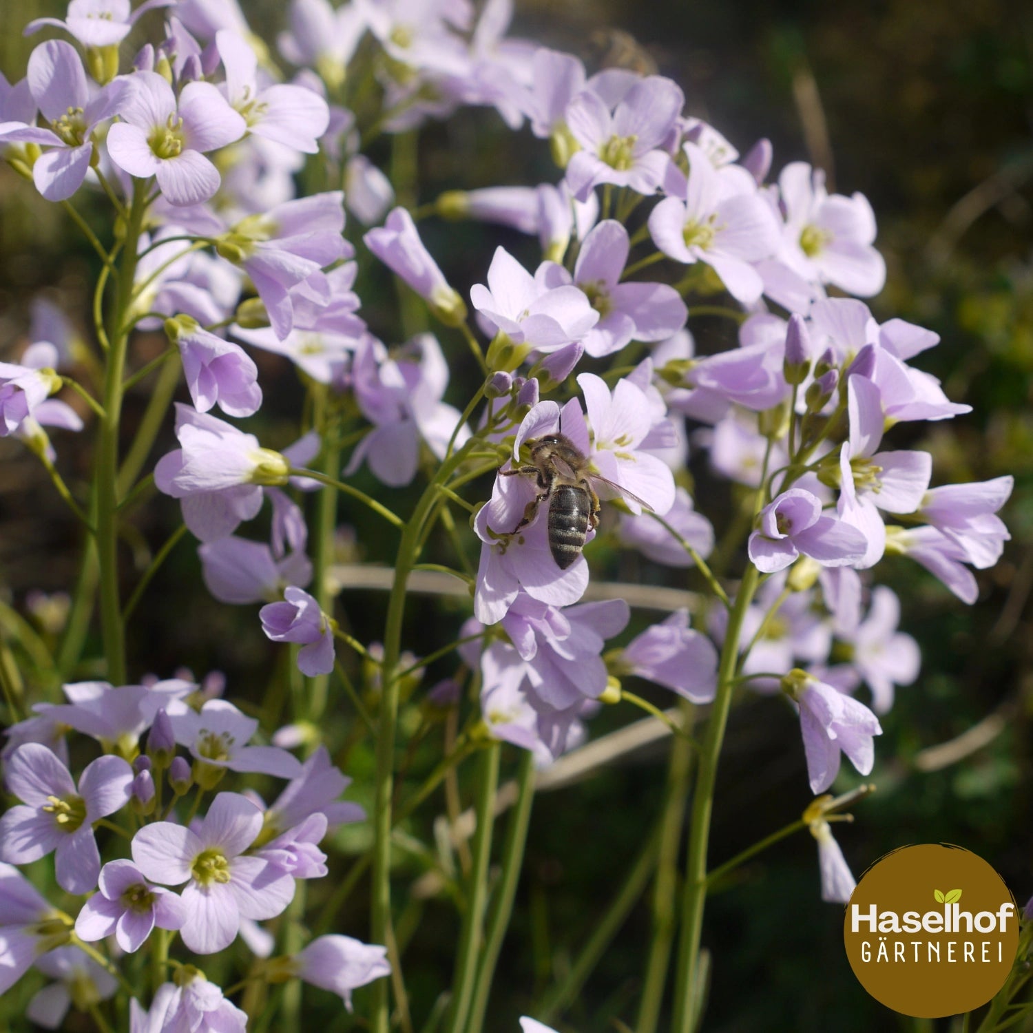Cardamine des prés