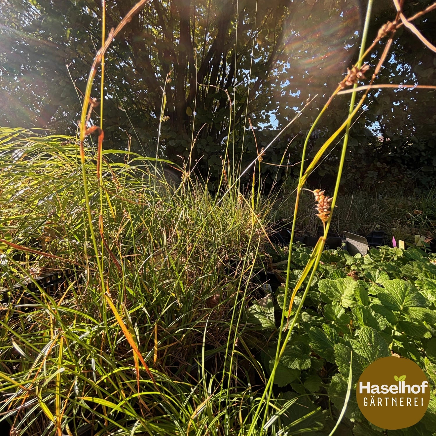 Carex lepidocarpa (C. flava aggr.)