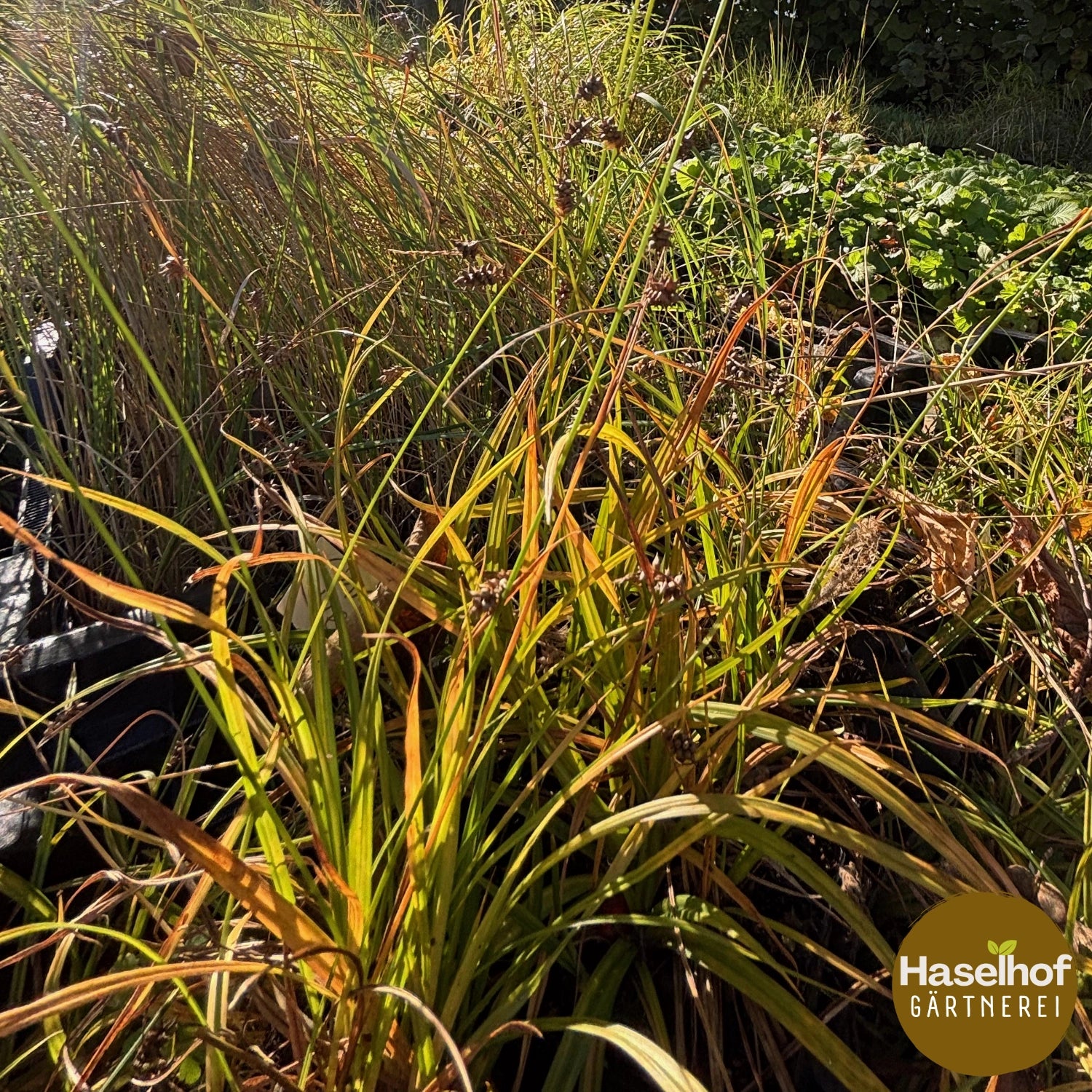 Carex lepidocarpa (C. flava aggr.)