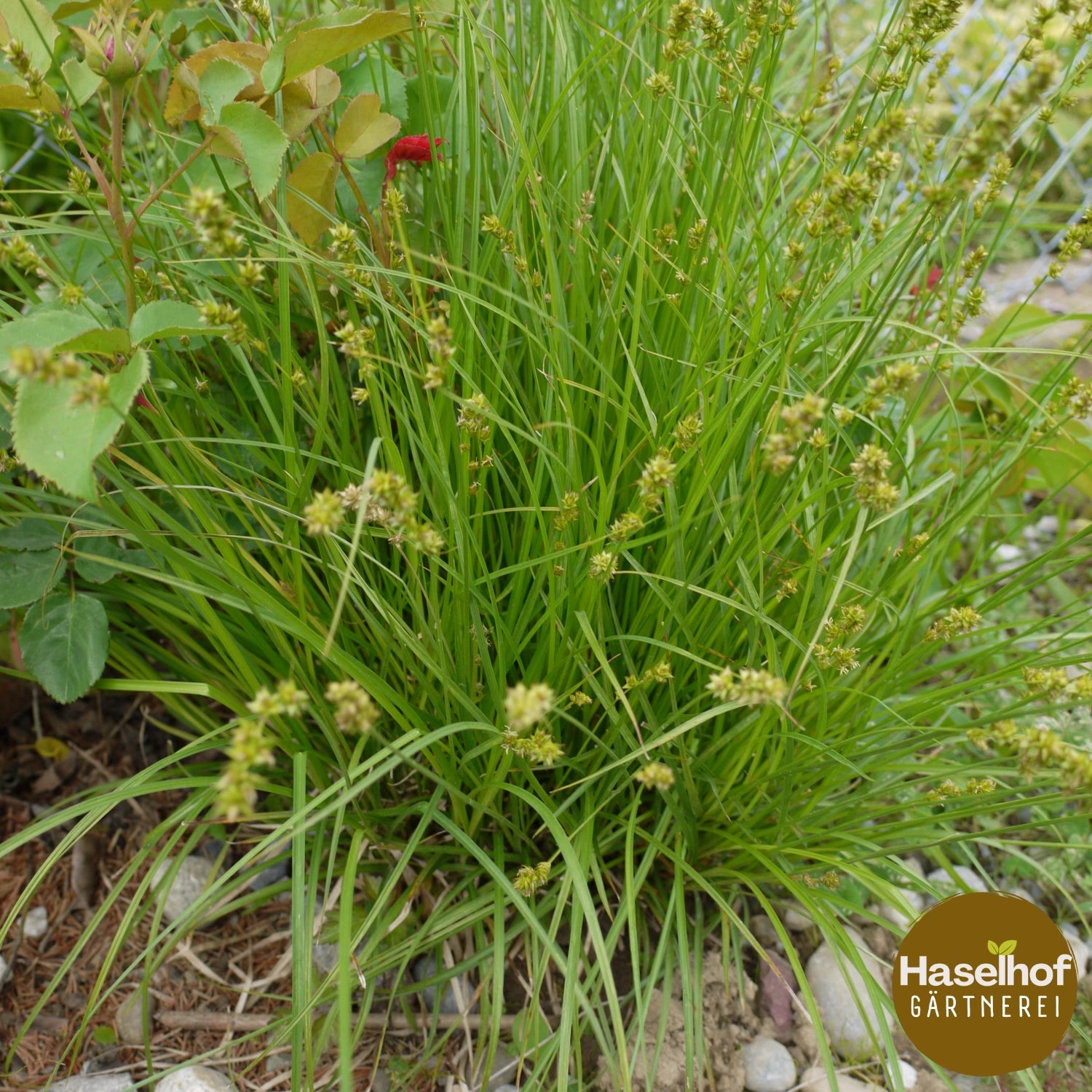 Carex muricata