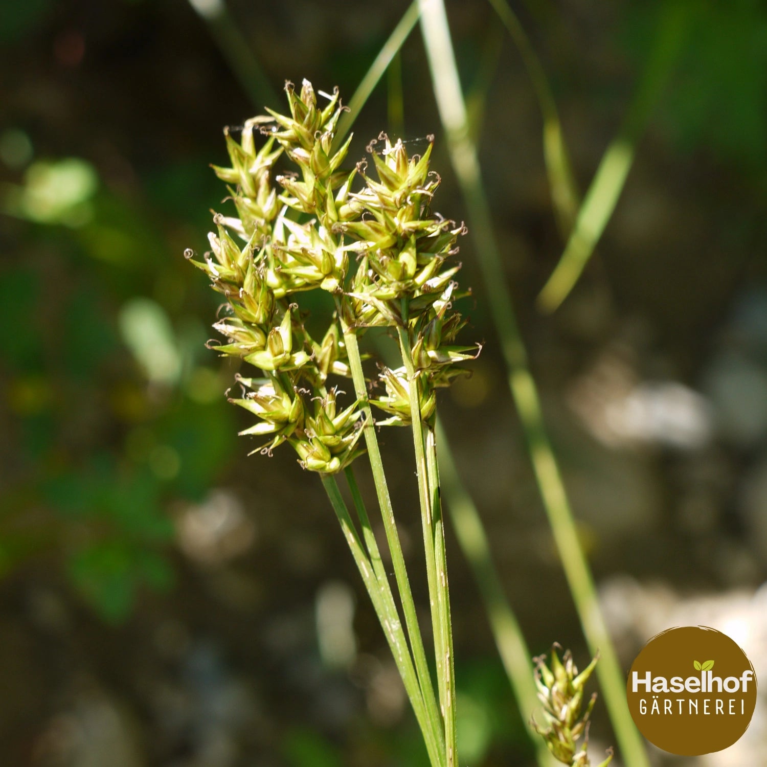 Carex muricata