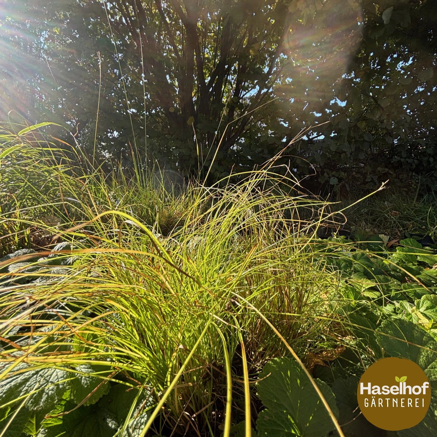 Carex paniculata