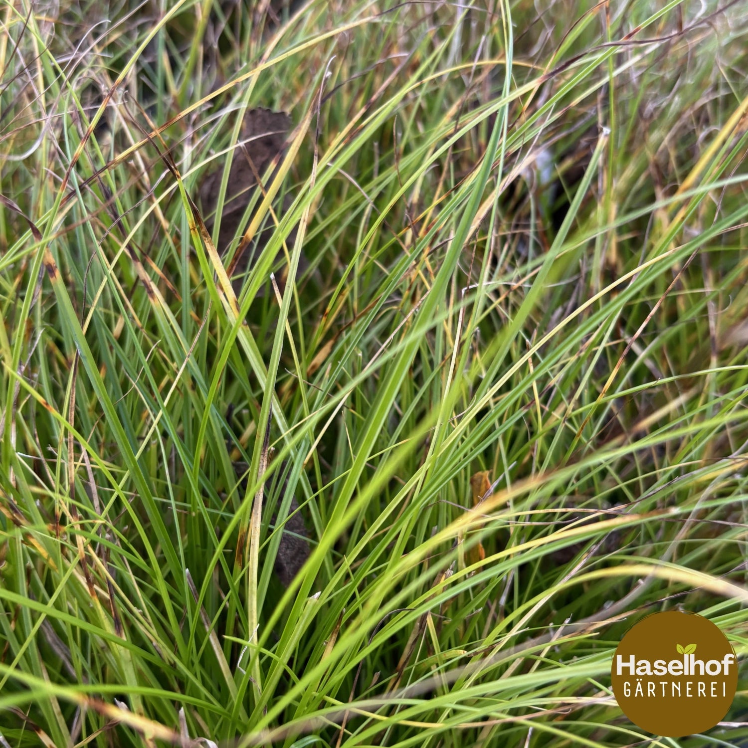 Carex paniculata