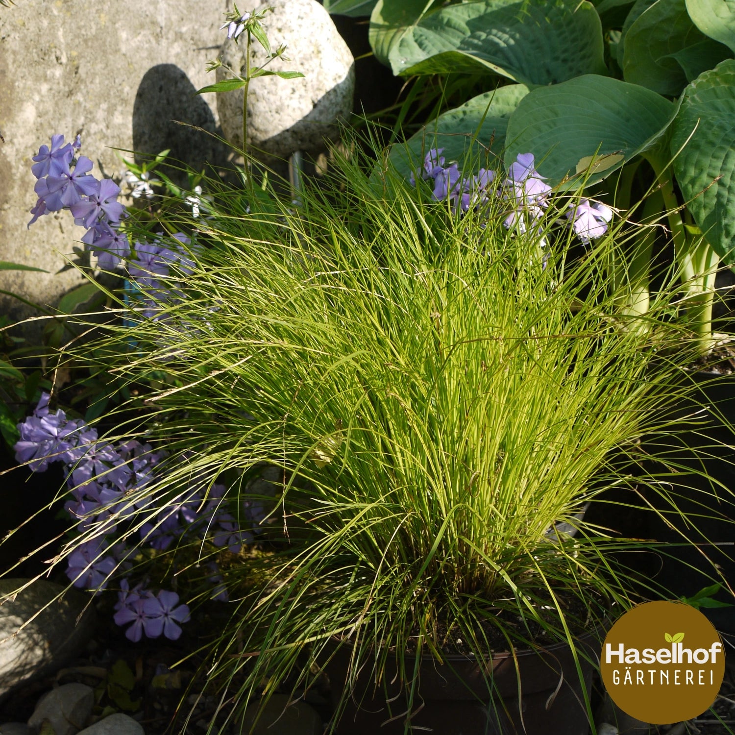 Carex à épis espacés