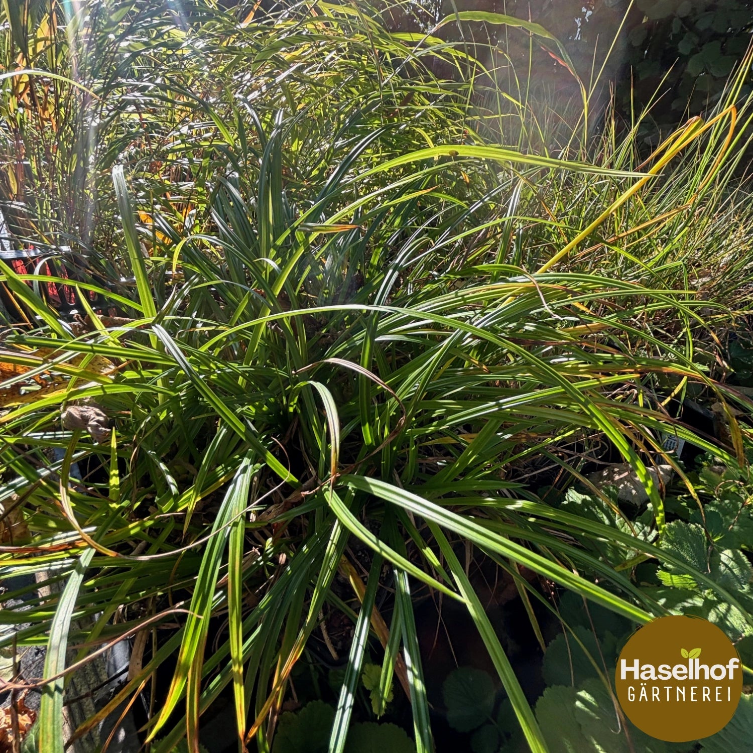 Carex sylvatica