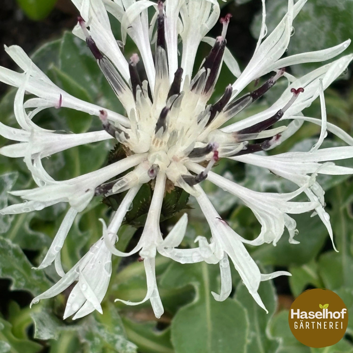 Centaurea cana
