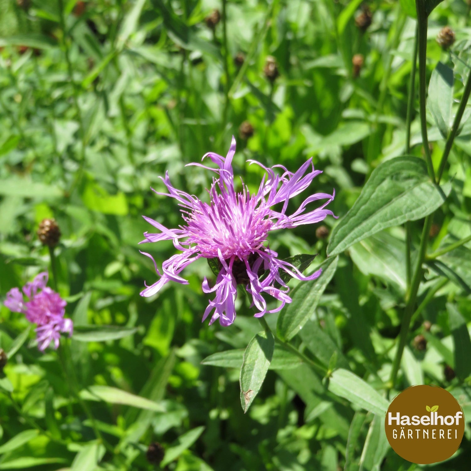 Centaurea jacea