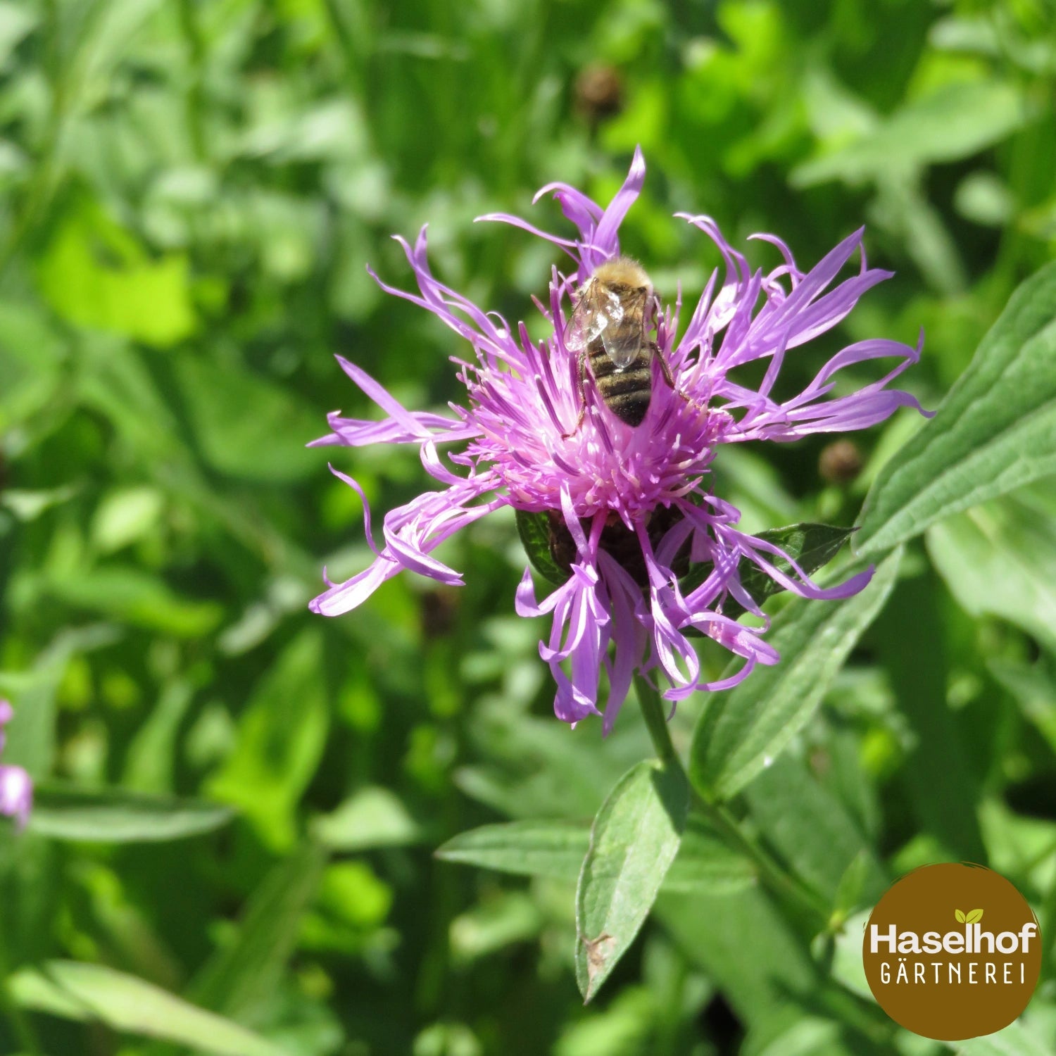 Centaurea jacea