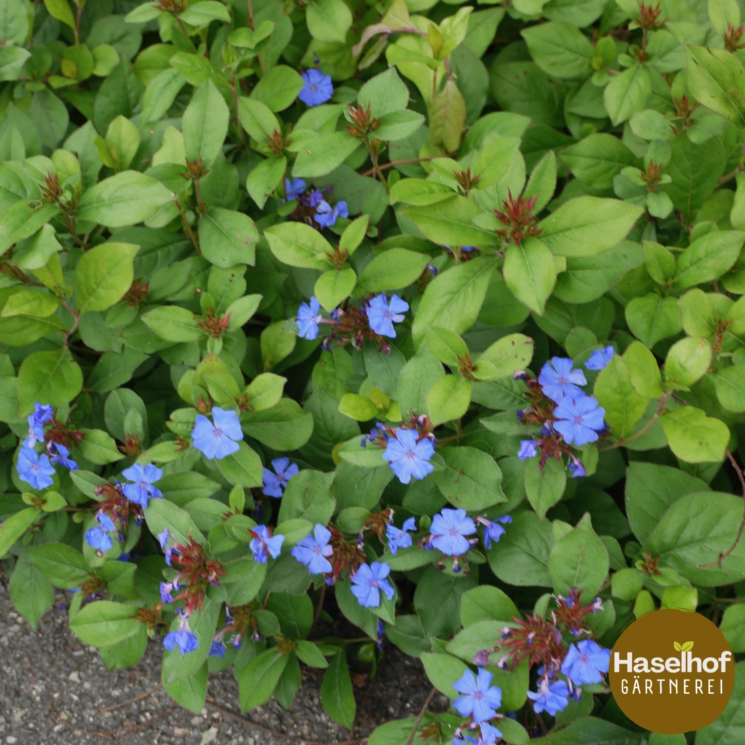Plumbago rampant