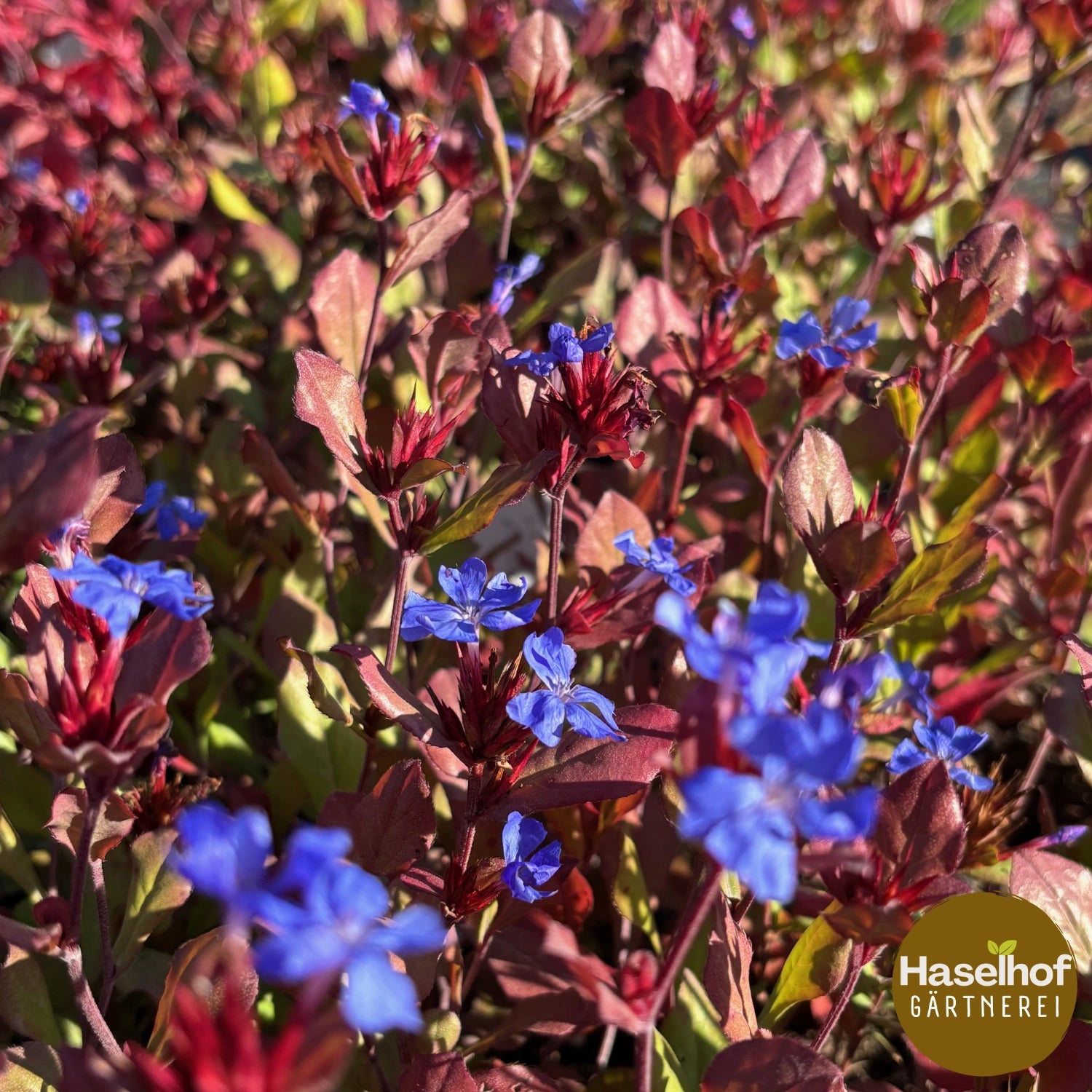 Plumbago rampant