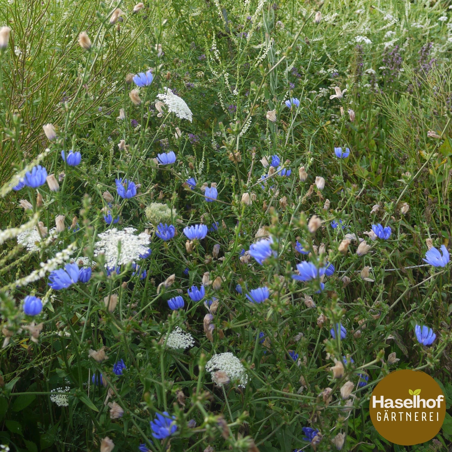 Cichorium intybus