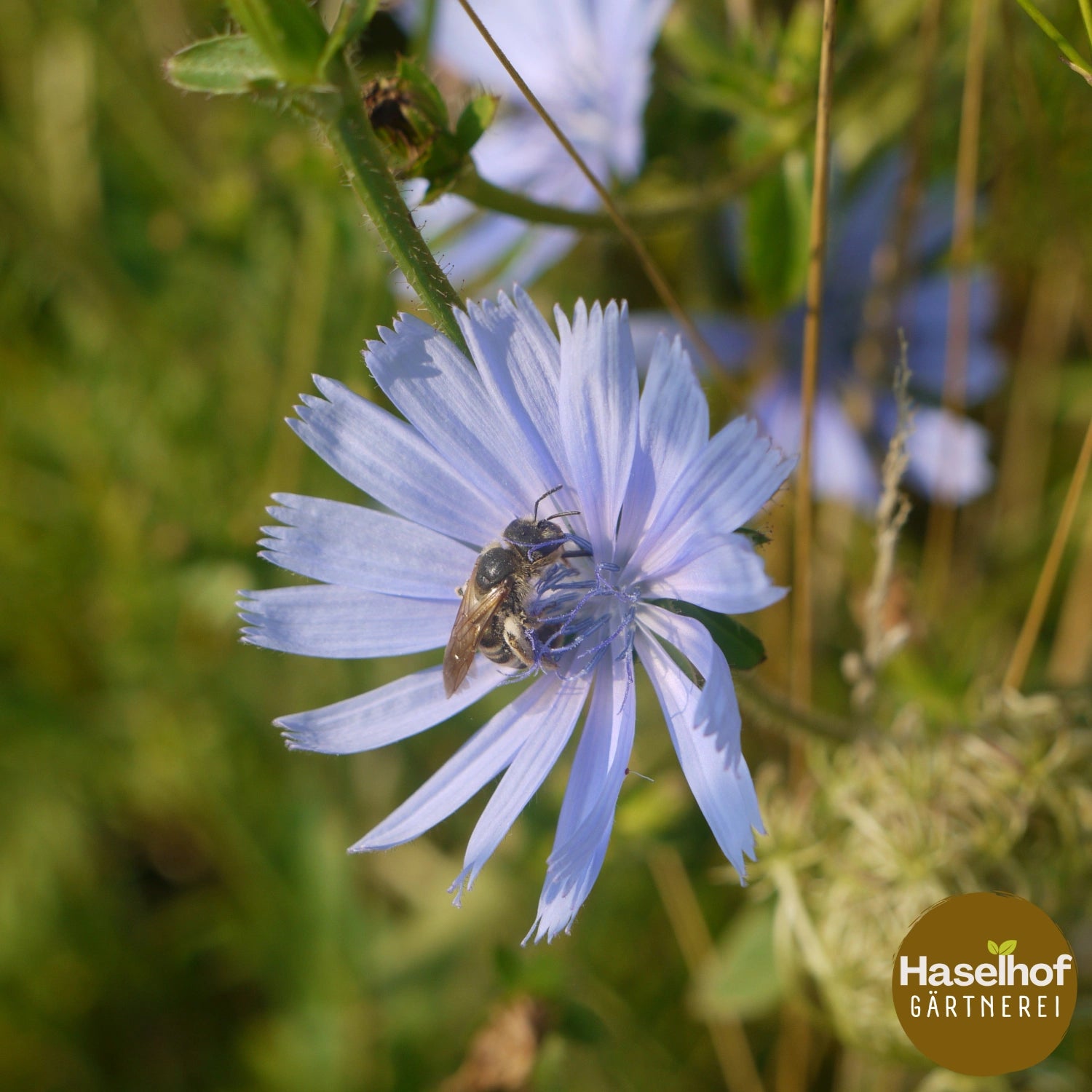 Cichorium intybus
