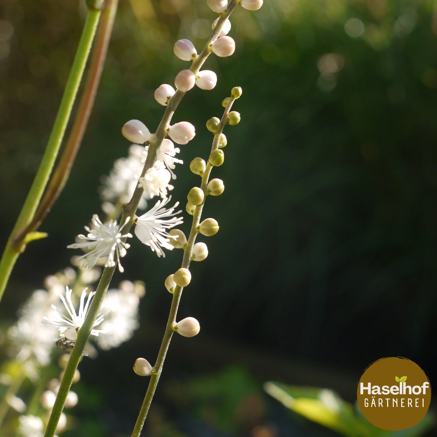 Cimicifuga racemosa var. cordifolia (Actaea)