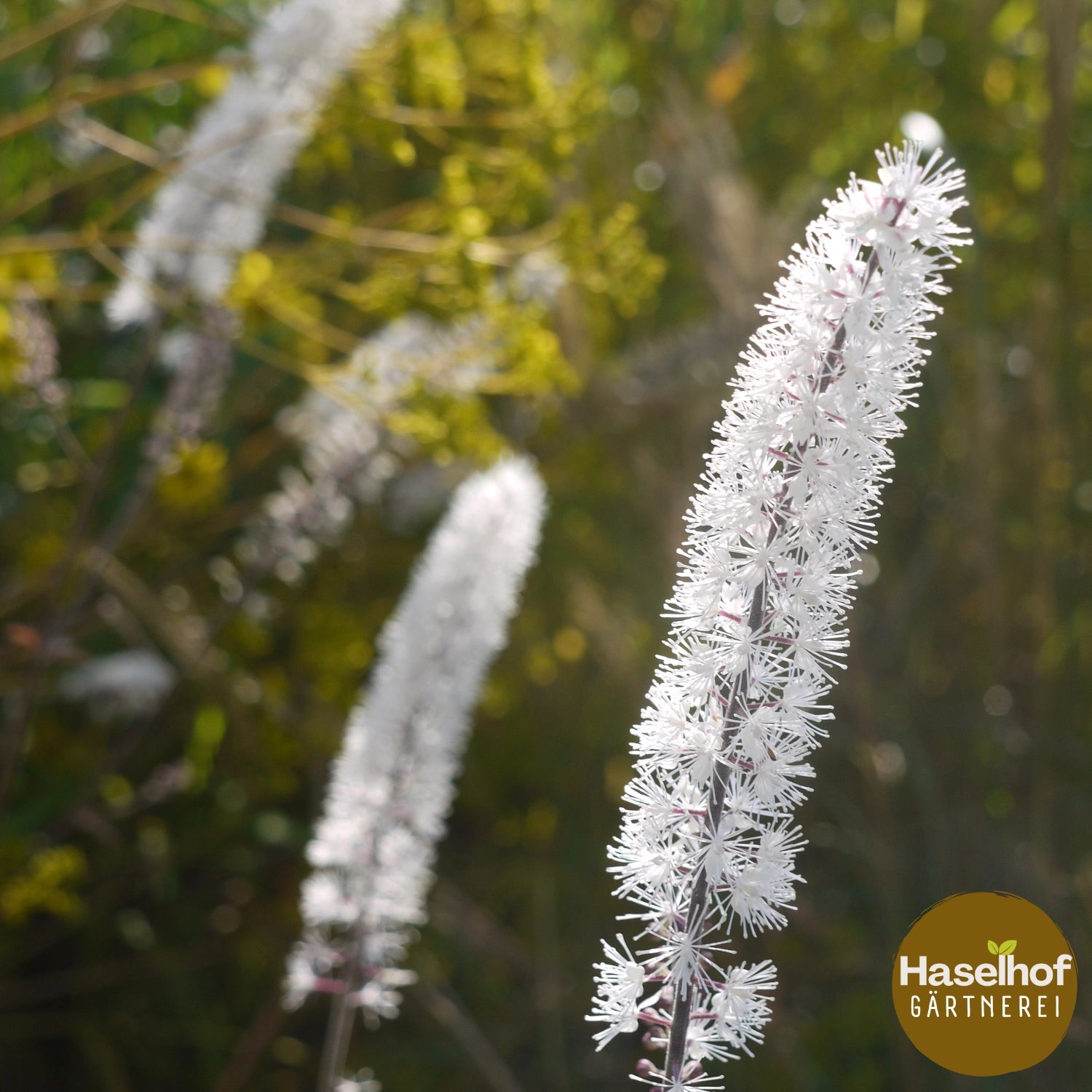 Cimicifuga ramosa `Atropurpurea` (Actaea)